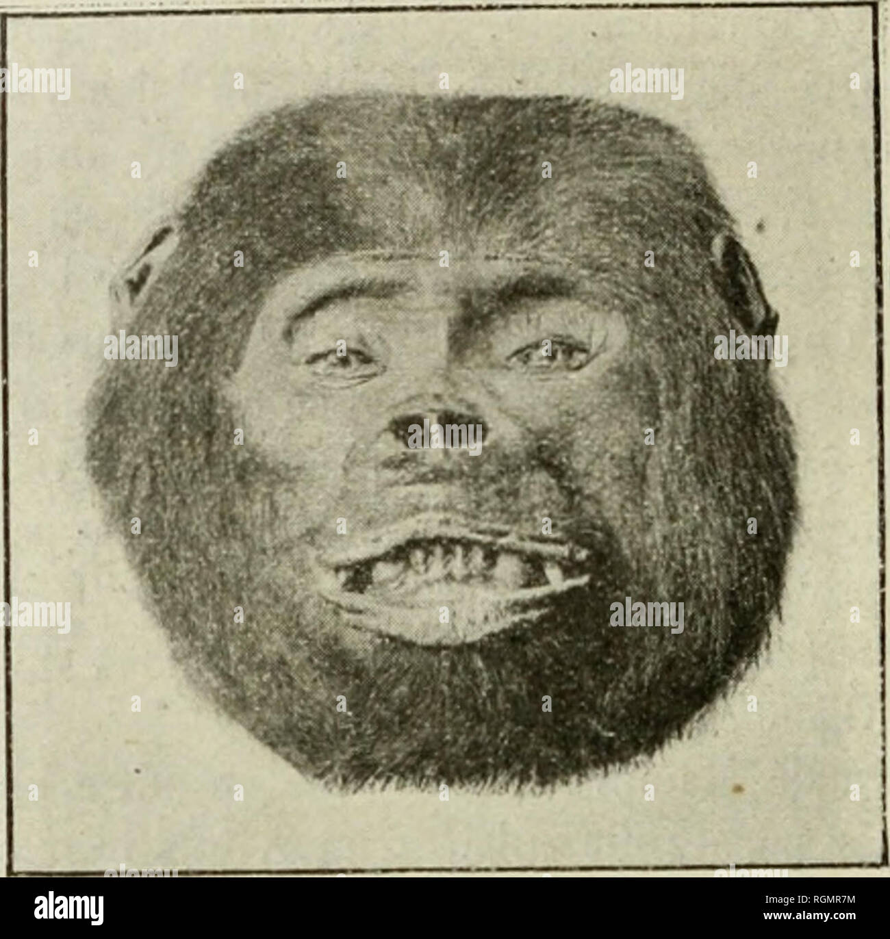. Bulletin du Musum national d'histoire Naturelle. Storia naturale. 106. Fijj.. -Goiilla castanviccps . Tê(e ry])poilic piir !•• cnpitainc modeste (faccia). ^^^^^^^^^^^^^^^^^^^H . J^^^^^^^^^^^^^^^^^éÉÊÊ^^^^^ Fiff. 6. - Castaneiccps gorilla. MAme spécimen que la figura 3 (profil).. Si prega di notare che queste immagini vengono estratte dalla pagina sottoposta a scansione di immagini che possono essere state migliorate digitalmente per la leggibilità - Colorazione e aspetto di queste illustrazioni potrebbero non perfettamente assomigliano al lavoro originale. Musum national d'histoire Naturelle (Francia). Paris : Imprimerie nationale Foto Stock