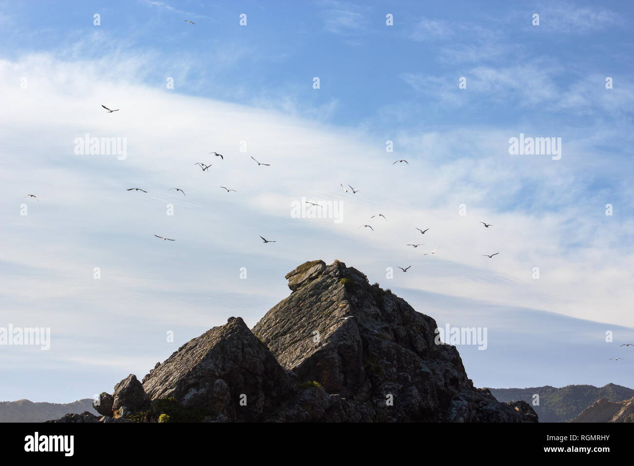A Flock of Seagulls battenti circa il terreno roccioso di Cape Palliser, Nuova Zelanda. Foto Stock