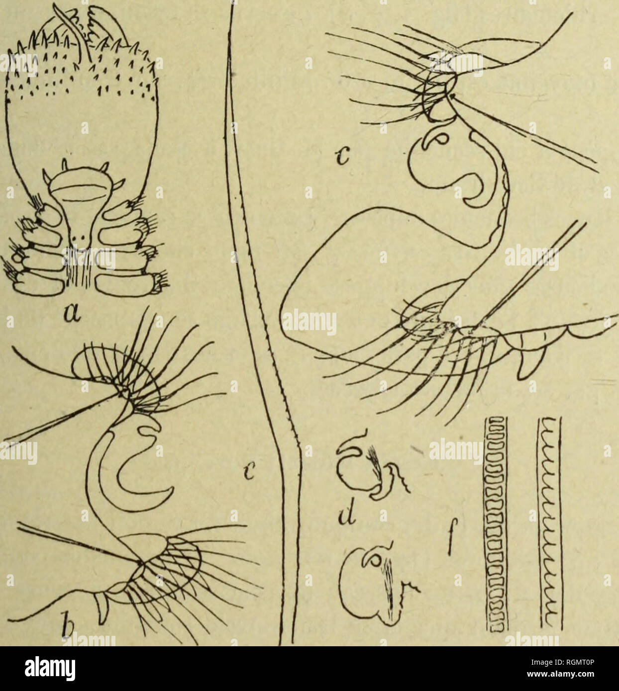 . Bulletin du MuseÌum d'histoire Naturelle. Storia naturale. 33 â Annelides Polyghetes nouvelles de l'Afrique Orientale, PAR M. Pierre Fauvel, Professeur Ã l'Università© Catholique d'Angers. [2" nota.] Nefti Tulearensis nov. sp. Le corps est allongÃ©, la carne macinata, tÃ©tragone. Le proslomium, arrondi en avant, terminÃ© en arriÃ¨re en Ã©cusson allongÃ© avec deux yeux noirs, porte. Fi^. 1. Â Neplilliys lulearensis nov. sp. a, lÃ©te el trompe x lo. Â B, C sÃ©lifjÃ¨re x 20. Â c, 5o'' sÃ©ligÃ¨re x SSF). Â rf, crusche- chies postÃ©rieures x 25. Â&LT;?, soin aplatie x lAo. Â /, soies Ã placpicllcs, faccia Foto Stock