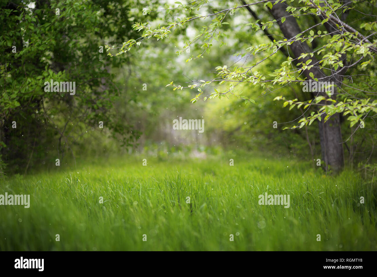 Bella estate verde foresta. La molla di sfondo, sfondo Foto Stock