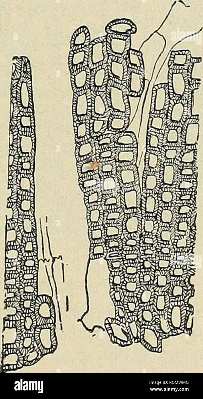 . Bulletin de l'Herbier Boissier. Piante. Fig. 10. Â Bord droit de la rottura. Tissu ligneux encore intatto. Il n'y a qu'une seule cellule qui iniziano le travail disloquant. C'est : x. Cellule du xylÃ¨me mou, dont l'angle gauche infÃ©rieur s'enfonce entre les cellules ligneuses. (La photographie n'est pas suffi- samment nette pour rendre en compte.). ig. 11. Â Cellules du coin mou actif com- mencent Ã se faire passaggio vers la rottura principale à travers les files d'Ã©lÃ©menz ligneux qui les en sÃ©genitore. le bois devient lÃ¢che sur une certaine Ã©tendue, auto des deux cÃ'tÃ©s de la ligne qui c Foto Stock