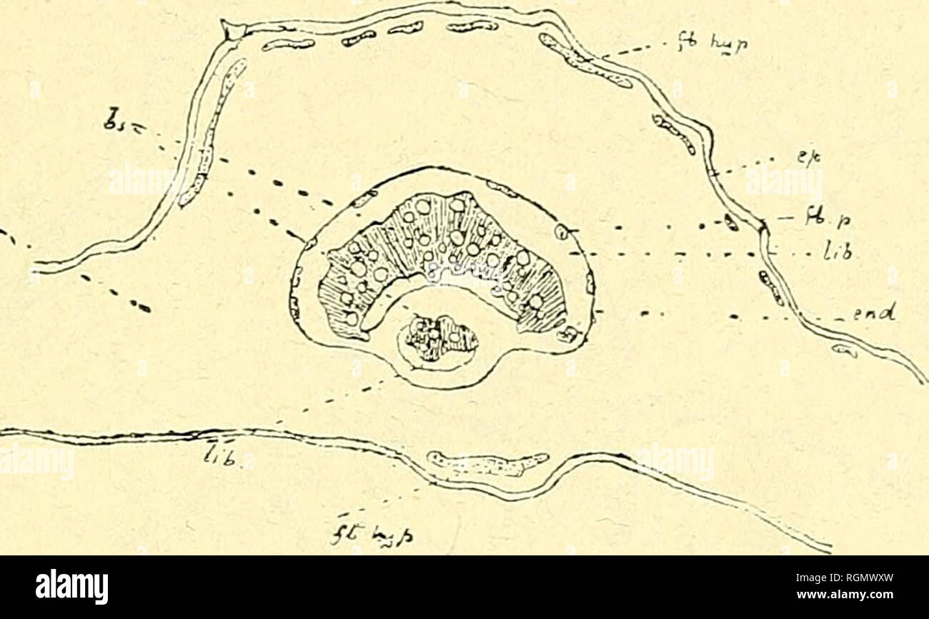 . Bulletin de l'Herbier Boissier. Piante. (91) C. ROULET. DU GENERE THUNBERGIA LIN. FIL. 365 une ligne tirÃ©e exactement par le milieu de la nervure (lig. 73) et à l'en- droit oÃ¹ la continuitÃ© du bois est interrompue, su remarque une cellule endodermique triplicÃ©e. La nervure mÃ©diane des Th. Vogeliana, Th. lau-. Fig. 73. Â sezione transversale de la"feuille de Th. lancifolia Moore 5161.40/ho rifolia Lind, possÃ¨de la struttura mÃªme, avec la diffÃ©renza que les fais- ceaux ne sont pas rÃ©unis, il y en a deux plus petits avec liber supÃ©rieur (fig. 74). Chez Th. grandiflora, la mÃªme disposi Foto Stock