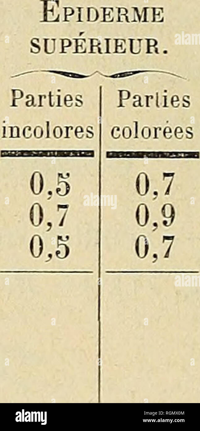 . Bulletin de l'Herbier Boissier. Piante. 66 MEMOIRES DE !/HERBIER BOIPSIKR. Tableau des mensurations opÃ©rÃ©es sur les plantes Ã feuillage colorÃ©. Noms des espÃ¨ces. Coleus n. 1. Coleiis n. 2. Coleus n. 3. Pelargonium vert et vert- brunÃ¢tre (n. 1) Palissades. Parti incolores 0,9 2,2 parti brunes 0,0 2 2 i!o Epaisseur DU LIMBE. Le parti contraenti incolores colorÃ©es / 7 5,5 5,1 4,7 7,2 5!5 4,2. InfÃ Ãpiderme©rieur. Le parti contraenti incolores colorÃ©es 0,5 0,5 0,3 1 0,5 0,3 CONCLUSIONI DE LA DEUXIÃME PARTIE giacciono loi. Â Les cellules Ã©pidermiques sont constamment un peu plus grandes dans les Foto Stock
