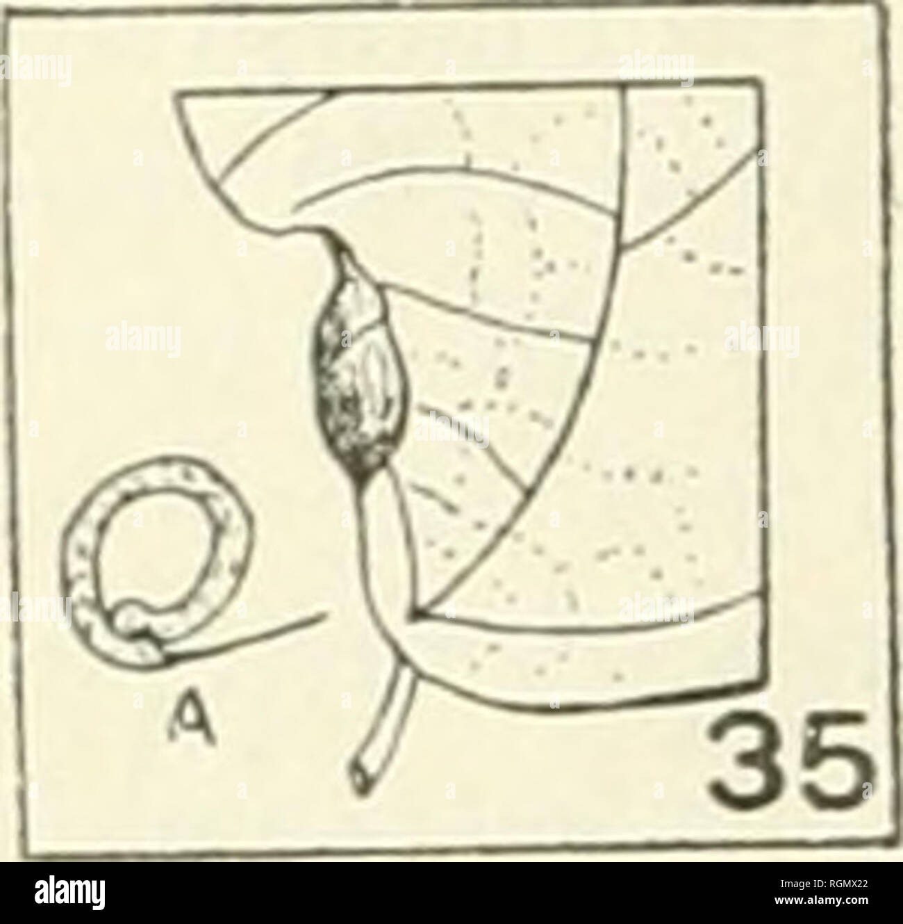 . Bulletin du Jardin Botanique de Buitenzorg. Impianti -- Indonesia; piante. - 34 Die BlÃ tter entwickelii sich nicht, wohl die StÃ"tzblÃ tter. DiÃ¨se bleiben an den Zveigen befesligt, vvÃ¢hrend sie sonst gewÃ'hnlich abfallen calvo. Vedi figura 34. Die Farbe der StÃ"tzblÃ tter bleibt grÃ¹n, manchmal auch sind sie etwas angehaucht rot. Saleier. 550 w. Rand des Uncaldes. 23 Mai 1913. Herhar !o. 1752. Vendita 33. HOMALANTHUS POPULNEUS GRAH. Aphidengalle su den BlÃ ttern. Auf einer kleinen Sirecke roUt der Blattrand sich nach oben und bildet eine '/2 â 1 mm dicke Galle. Die Rolliing, welche gelb ist Foto Stock