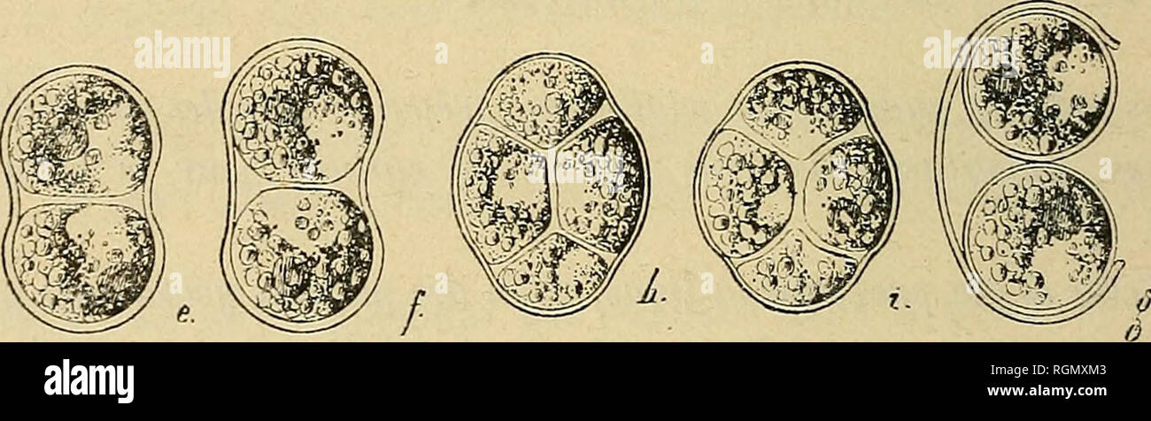 . Bulletin de l'Herbier Boissier. Piante. . Si prega di notare che queste immagini vengono estratte dalla pagina sottoposta a scansione di immagini che possono essere state migliorate digitalmente per la leggibilità - Colorazione e aspetto di queste illustrazioni potrebbero non perfettamente assomigliano al lavoro originale. Herbier Boissier. Genève : impr. Romet Foto Stock