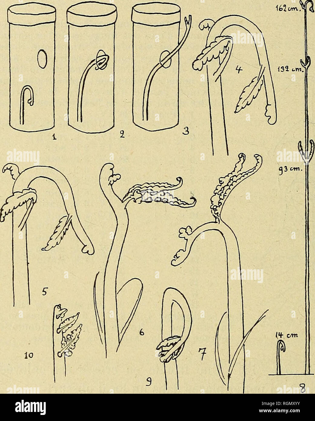 . Bulletin de la SociÃ©tÃ© Botanique de GenÃ¨ve. La botanica; Botanica. 306 BULLETIN DE LA SOCIETE BOTANIQUE DE GENEVE (44) Constatations (19 V) : Les Trois fougÃ¨res ont rÃ©agi par onu phototropique uiouvement positif (fig. XV. 4, 5, 6). 6 (VI) : Su dÃ©gage la premiÃ¨re paire de segmenti de la fougÃ¨re enca- puciionnÃ©e dont le rachide est en crosse. (14 VI) : Su enlÃ¨ve le capuchon. La fronde penche toujours du-CÀ'tÃ© de la Lumia¨re.. Fig. XIV. Â Les chiffres en italique placÃ©s en Regard des numÃ©- roB des schÃ©mas de la figura renvoient articoli aux du cahier d'osservazioni et d'expÃ©riences. Â l, Foto Stock