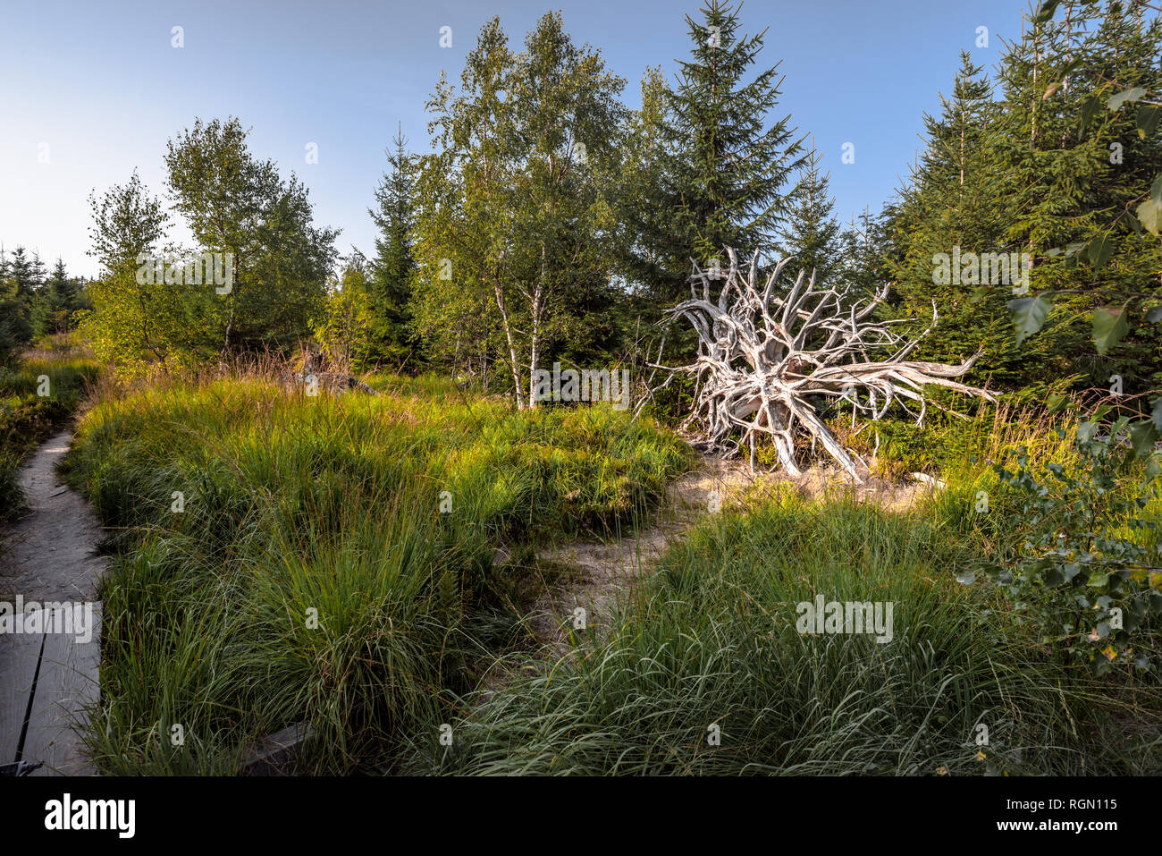 Sentiero escursionistico Lotharpfad nella Foresta Nera settentrionale, Germania, area di conservazione di Bannwald, windthrown root, zona della foresta senza intervento Foto Stock