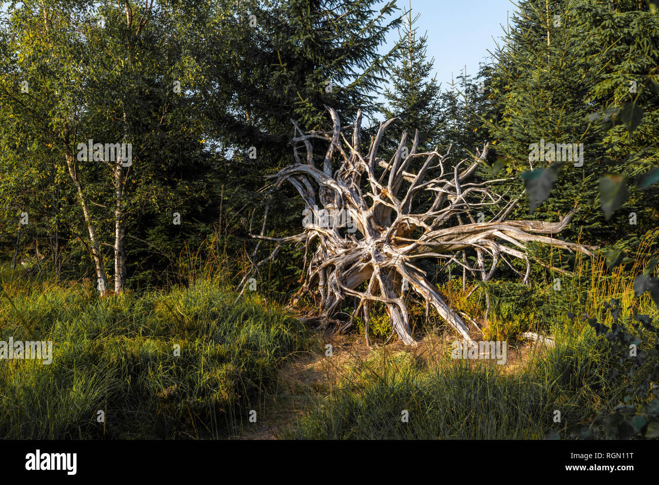 Grande vecchia radice al sentiero escursionistico Lotharpfad nella Foresta Nera settentrionale, Germania, area di conservazione di Bannwald, zona della foresta senza intervento Foto Stock