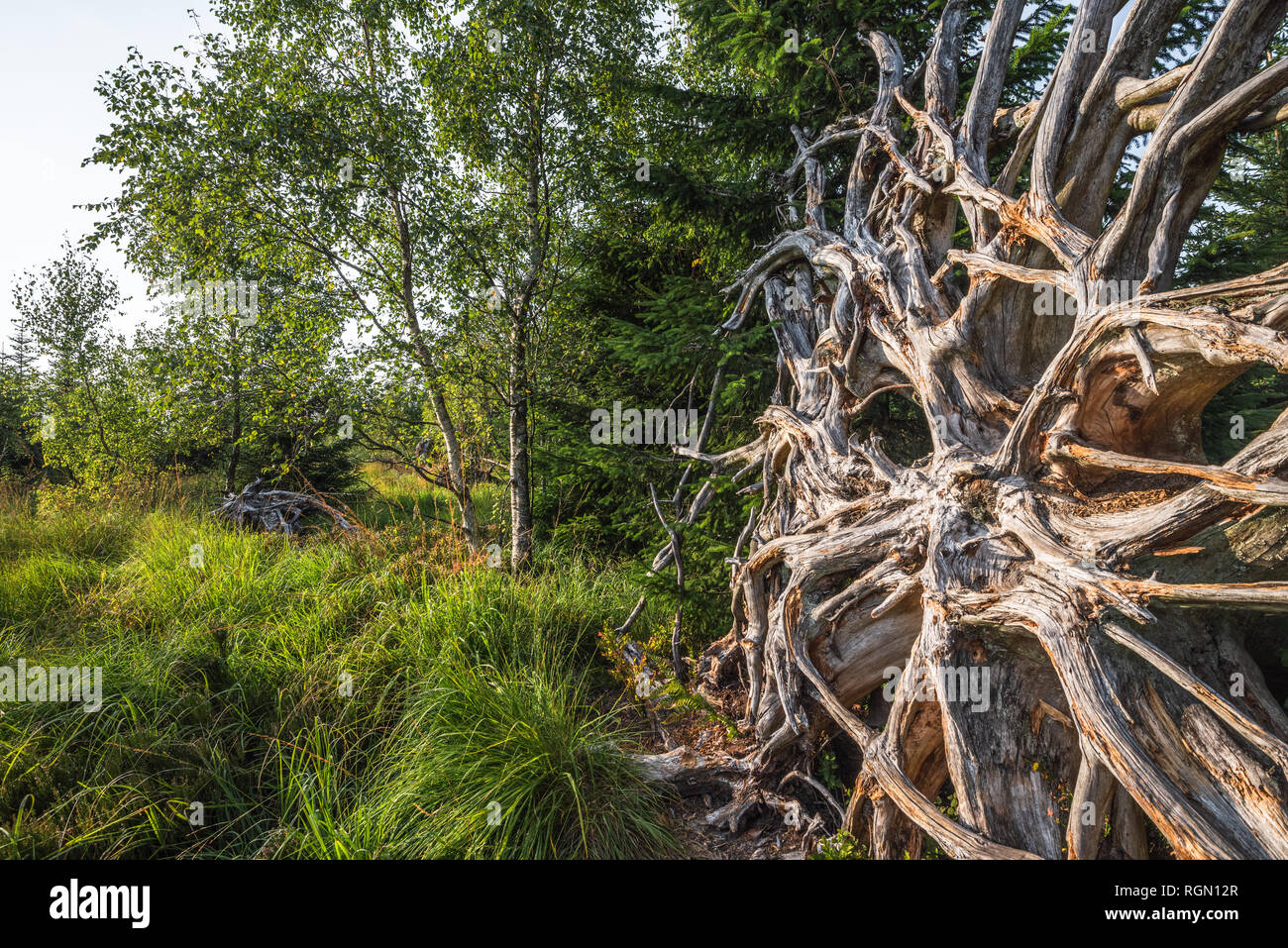 Sentiero escursionistico Lotharpfad nella Foresta Nera settentrionale, Germania, radice di windthrow e betulle, foresta zona di protezione senza intervento Foto Stock