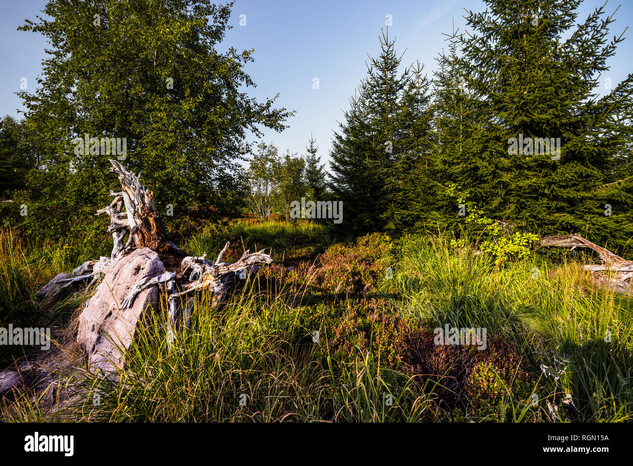 Arenaria e il paesaggio incontaminato di windthrow habitat, Foresta Nera settentrionale, Germania Foto Stock