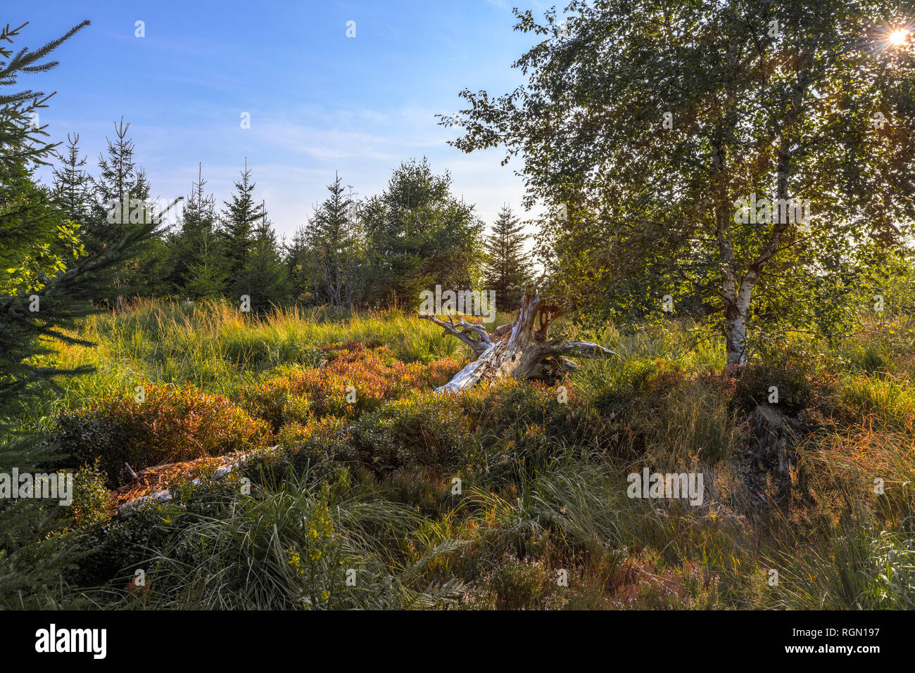 Paesaggio di deadwood e la ricreazione della natura nella Foresta Nera settentrionale, Germania, sentiero natura Lotharpfad, zona di conservazione e il parco di natura Foto Stock