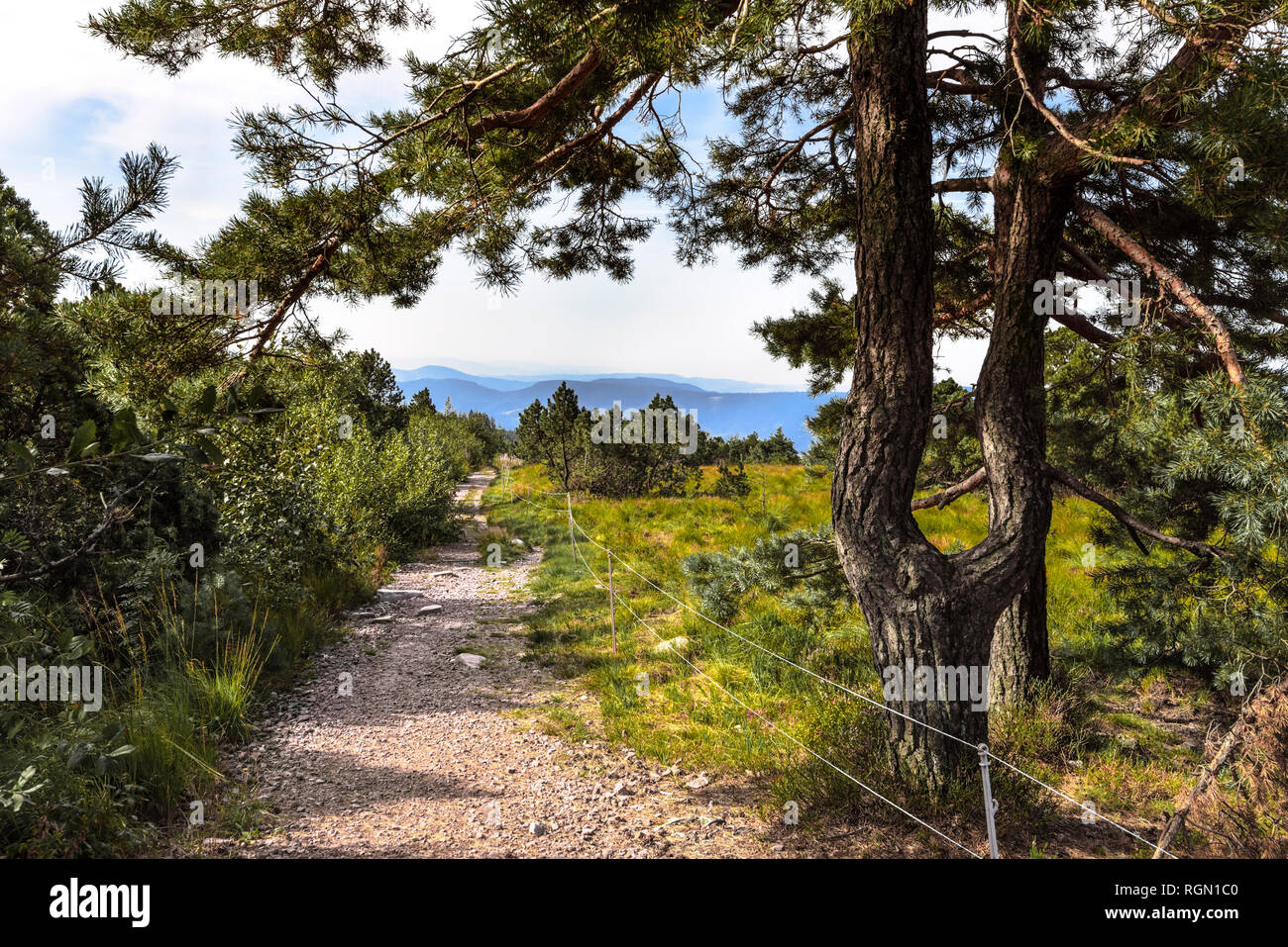 Parco Naturale della Foresta Nera settentrionale con erica e pini di montagna, Germania, Schliffkopf, il Parco Nazionale della Foresta Nera vicino a Freudenstadt e a Oppenau Foto Stock