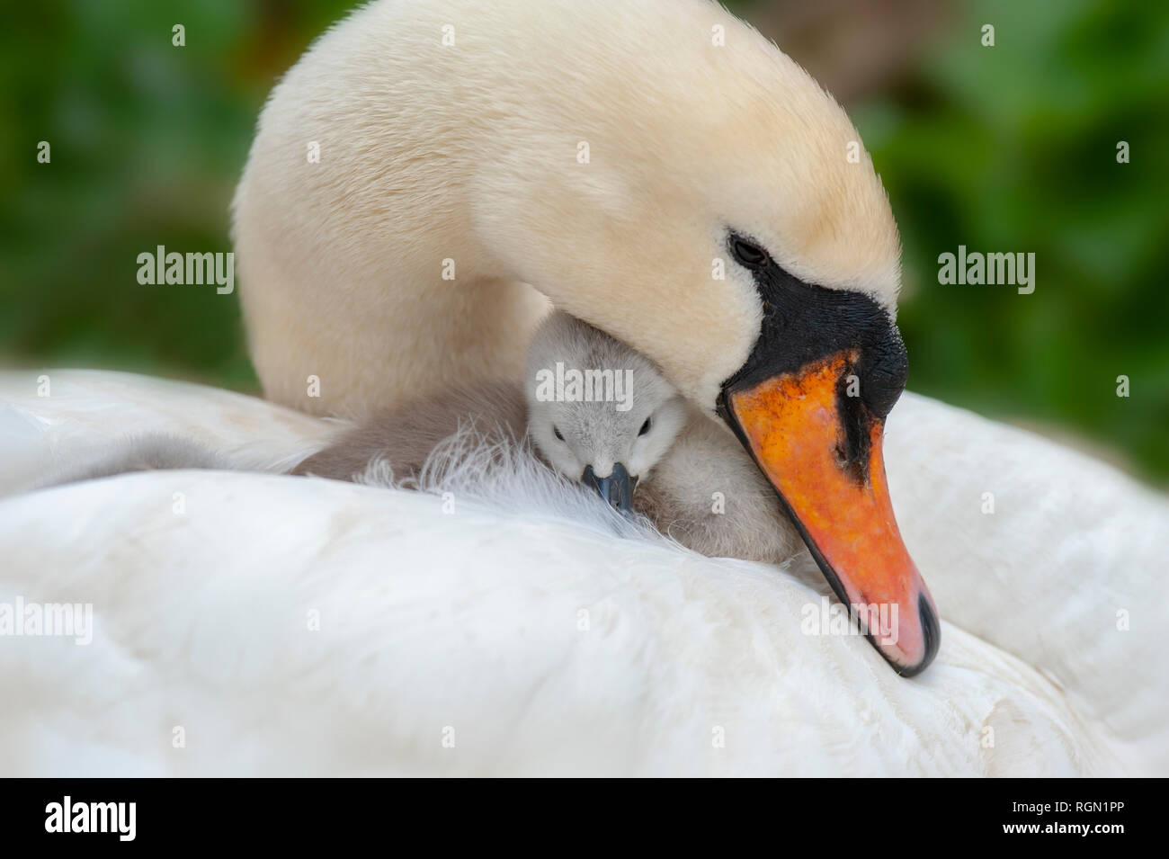 Close-up immagine di un adulto Cigno - Cygnus olor e recentemente Cygnet tratteggiata sulla sua schiena. Foto Stock