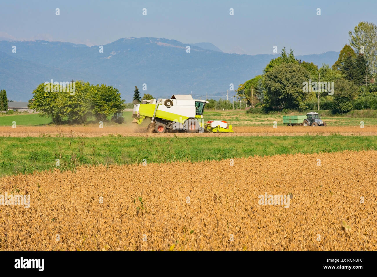 Una mietitrebbia in un campo di soia la mietitura del raccolto autunnale in Friuli Venezia Giulia, Nord est Italia Foto Stock