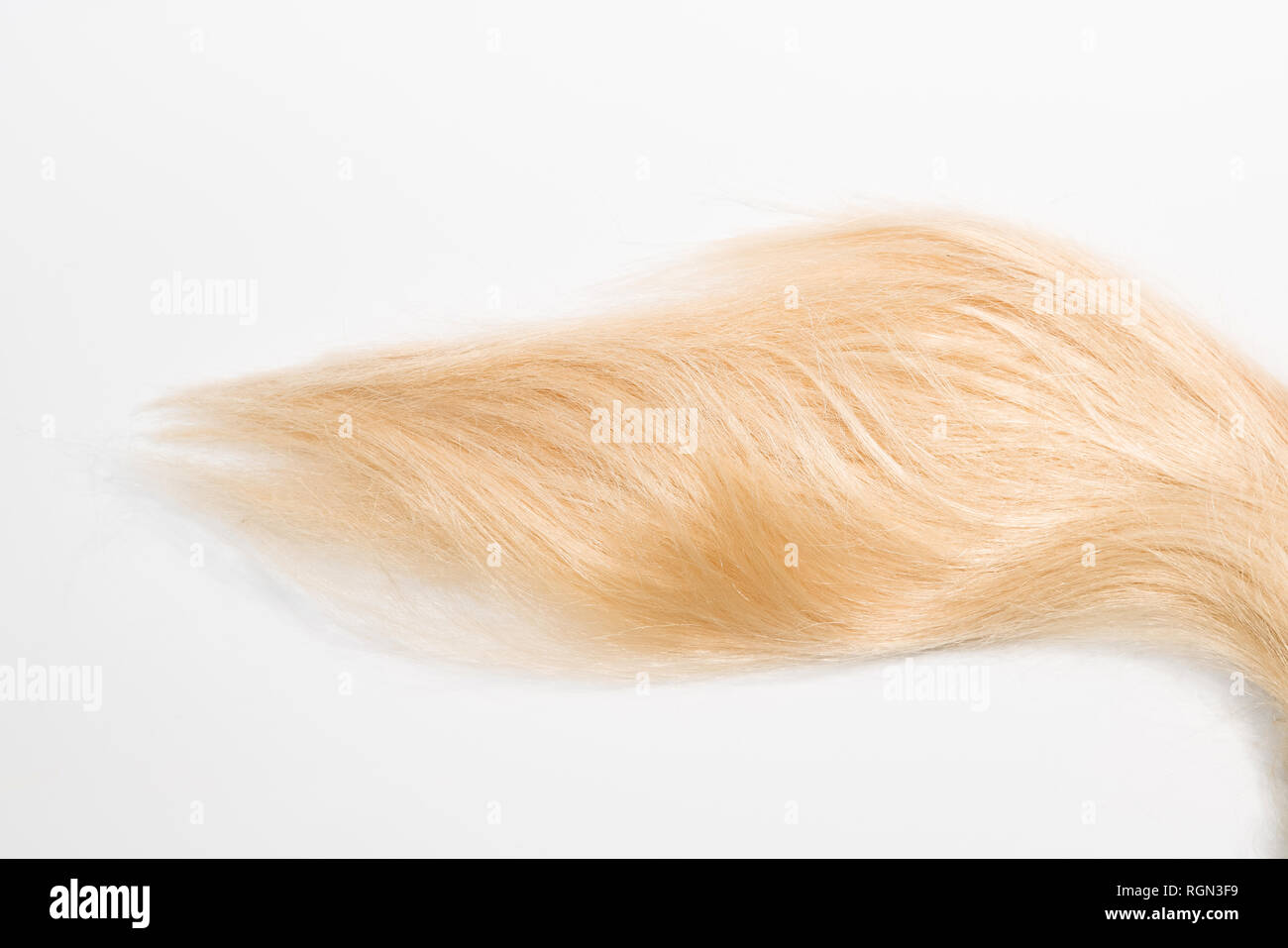 Biondi capelli naturali estensioni isolati su sfondo bianco. Patch di clipping, spazio di copia Foto Stock