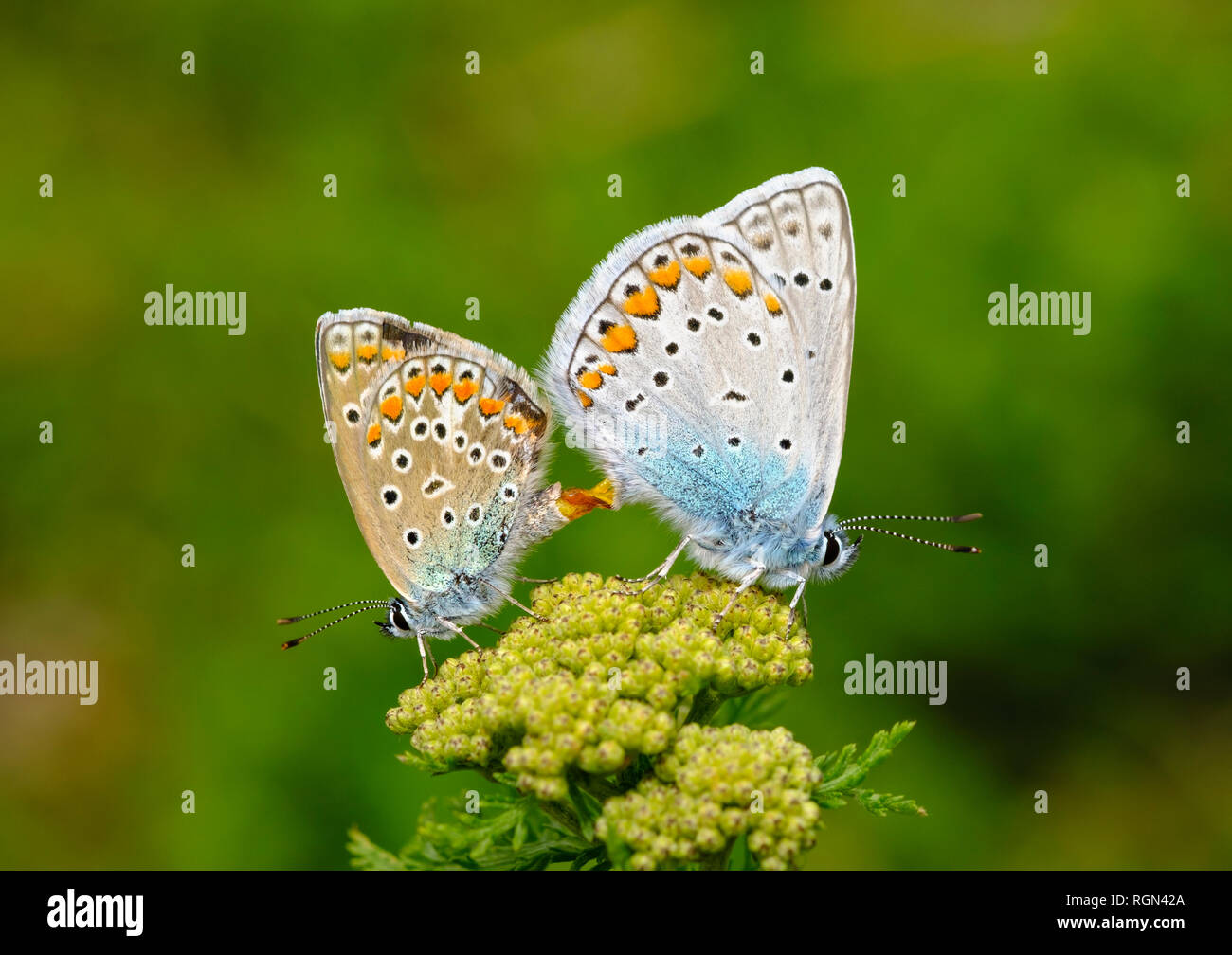 Albania, Valbona National Park, comune farfalle blu copulating Foto Stock