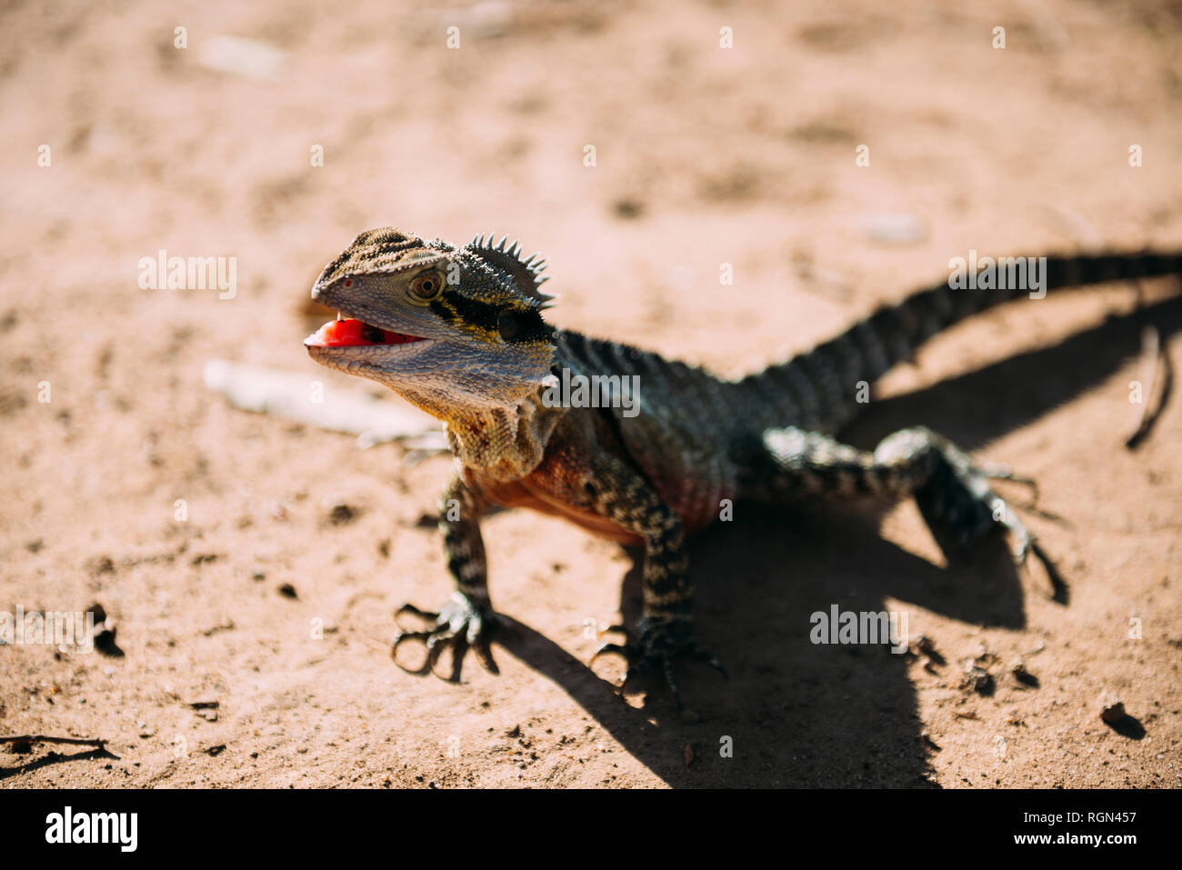 Australia, Queensland, Brisbane, ritratto di Iguana con bocca aperta Foto Stock