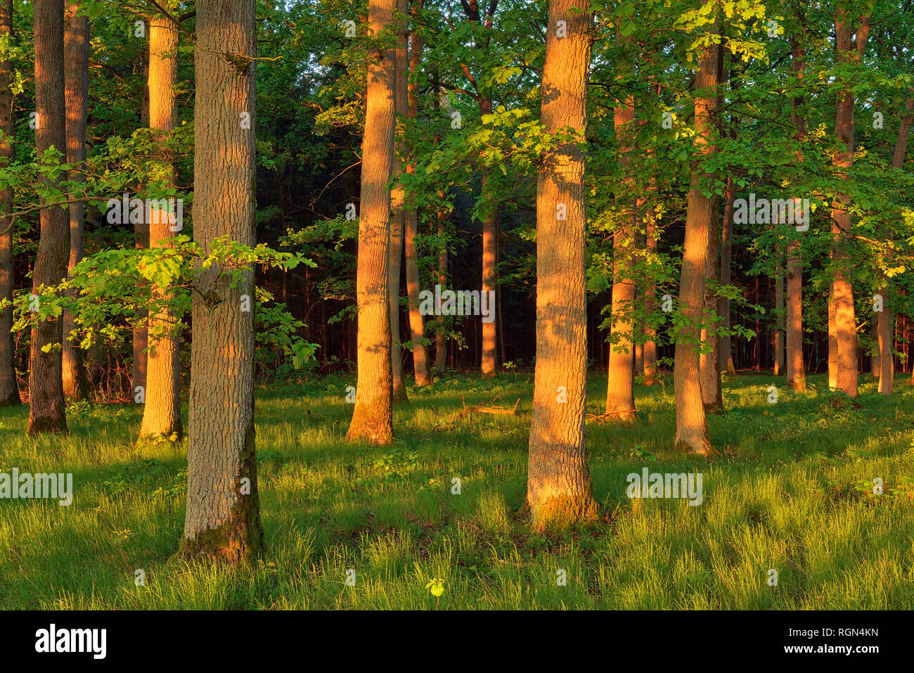 La mattina presto sun nel bosco su vecchi alberi di quercia. La Baviera, Germania Foto Stock