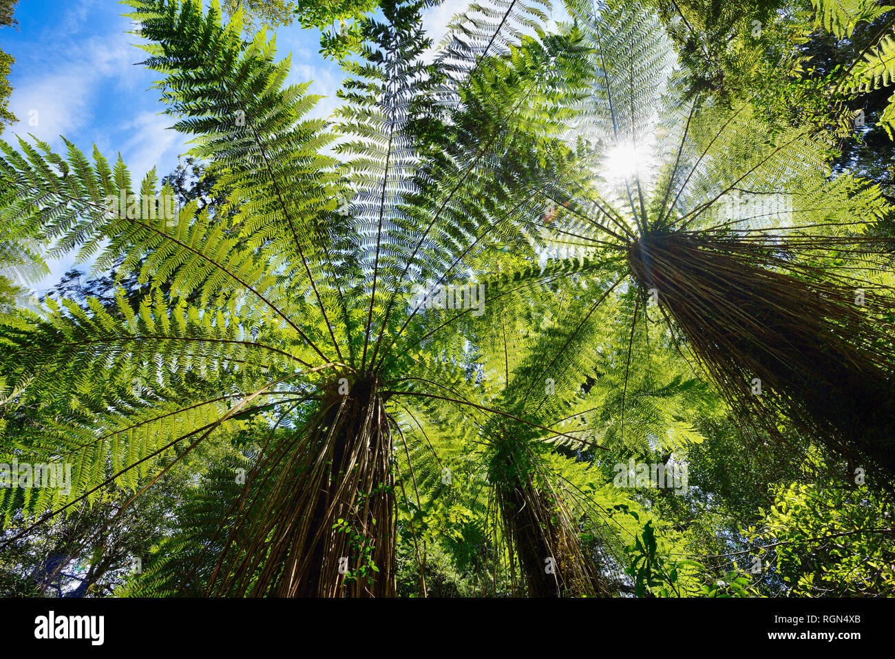 Felci arboree nella foresta pluviale temperata, nella costa occidentale dell'Isola del Sud della Nuova Zelanda, Nuova Zelanda Foto Stock