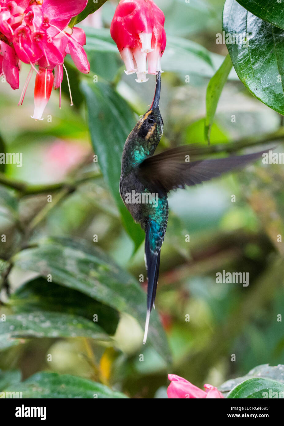 Un eremita verde (Phaethornis guy) hummingbird alimentazione su fiori di colore rosa. Costa Rica, America centrale. Foto Stock