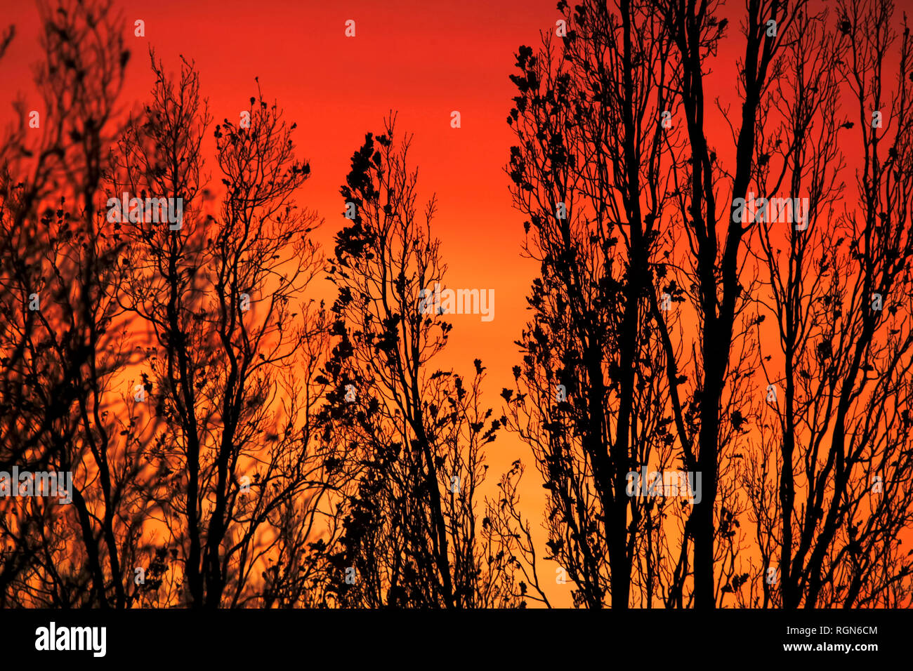 In Germania, in cielo di sera e gli alberi in inverno Foto Stock