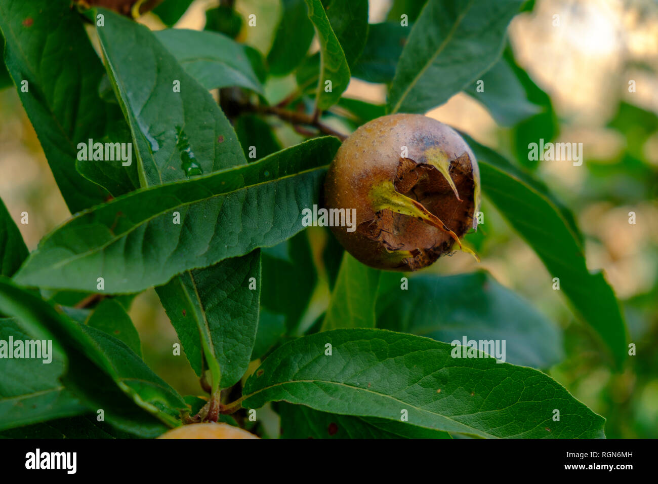 Nespola frutto, Mespilus germanica, close-up Foto Stock