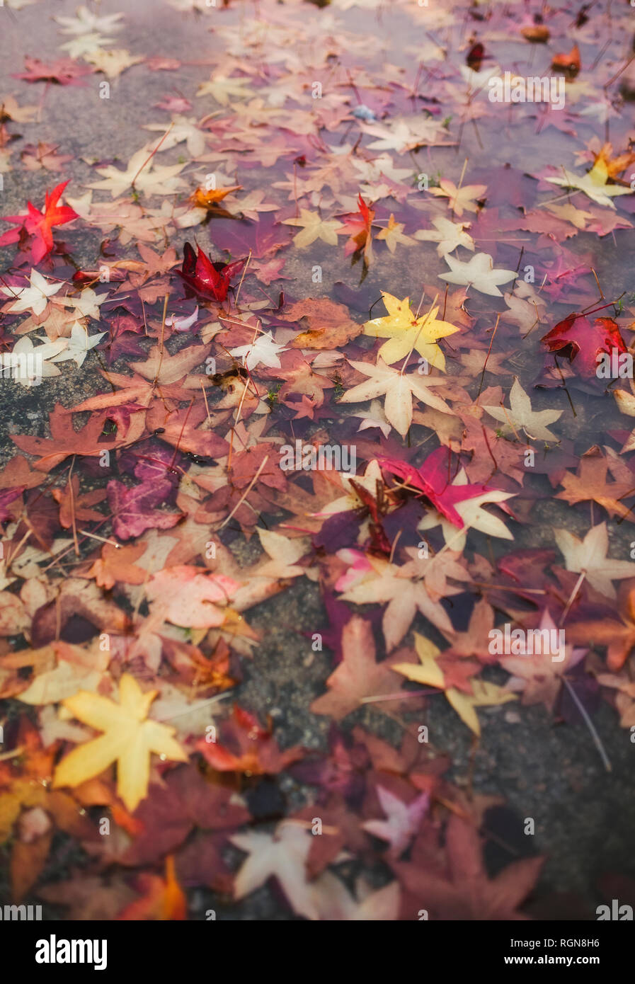 Pozzanghera con foglie di autunno Foto Stock