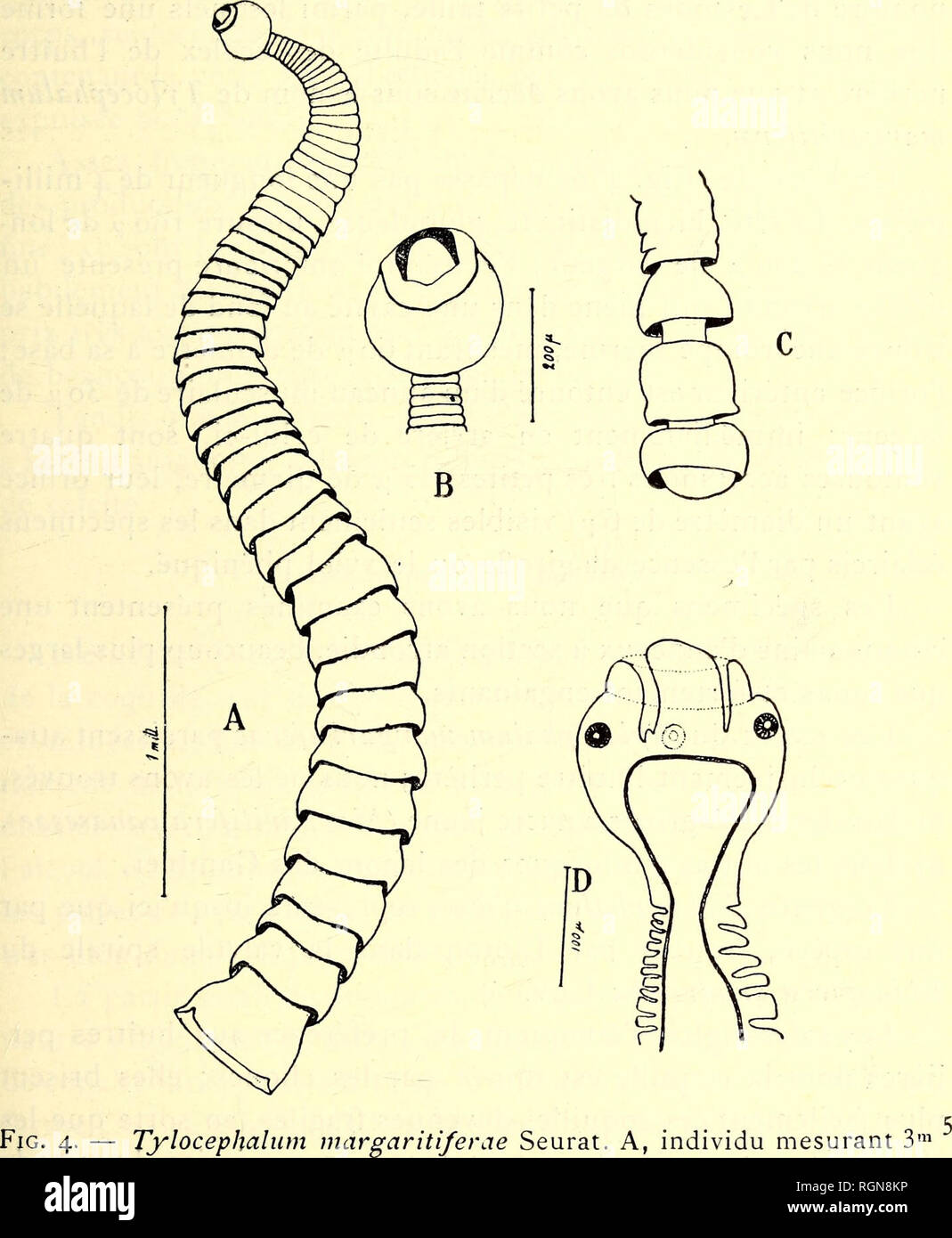 . Bulletin du Musée Océanographique de Monaco. Oceano. - J7 - kyste est formé par onu oedémateux tissu, présentant de nombreux espaces lacunaires ; la région des kystes et la région voisine sont ricchezze en leucociti, tandis que ceux-ci sont très rares dans les régions éloignées de la partie atteinte (Fig. 3).. de longueur; B, Tête du même; C, anneaux terminaux d'onu lungo individu de 3ni 8 ; D, tête et cou, avec les ventouses accessoires. Les scolex restent en cet état dans les tissus de l'huître perlière, sans que leur organizzazione interne se modifie, quelle (75). Si prega di notare che queste immagini ar Foto Stock