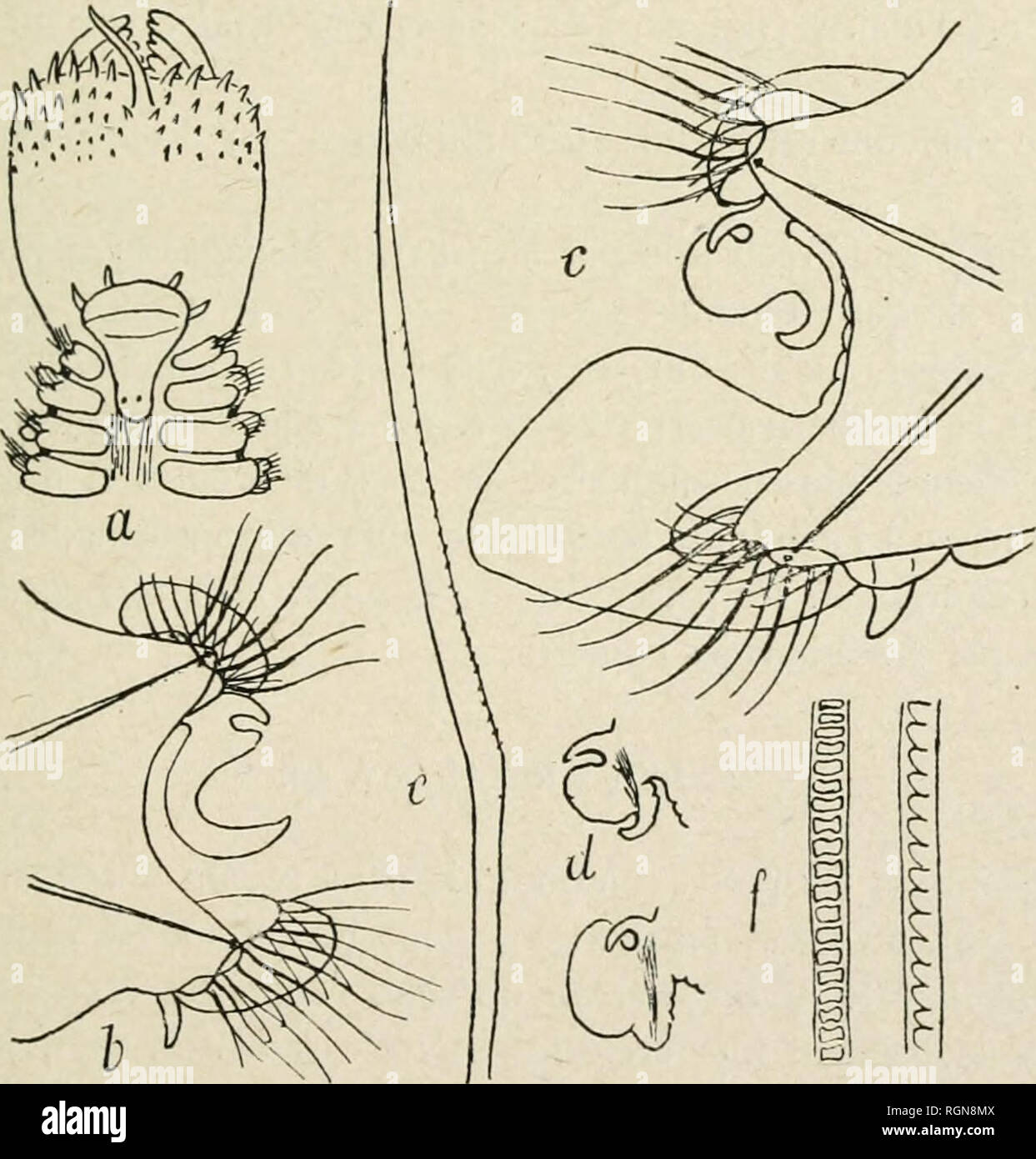 . Bulletin du Musum national d'histoire Naturelle. Storia naturale. 33 ÃNdlELIDES PoLYCHÃtES NOUVELLES DE l'Afrique OrIESTALE, PAR M. Pierre Falvel, Professeur Ã i/UimversitÃ© Catholique d'Angers. [2" nota.] Nefti Tulearensis nov. sp. Le corps est allongÃ©, la carne macinata, tÃ©tragone. Le proslomium, arrondi en avant, terminÃ© en arriÃ¨re en Ã©cusson allongÃ© avec deux yeux noirs, porte. Fify. 1.â Nefti Tulearensis nov. sp. Â", lÃ¨te et trompe x lo. Â 6, (i" sÃ©li|fÃ¨re x0. Â c, 5o'' sÃ©tigÃ¨re x 95. Â d, crusca- chies postÃ©rieures x0. Âe, soin nplatie x l'io. Â/, soies Ã plaquedes, l Foto Stock