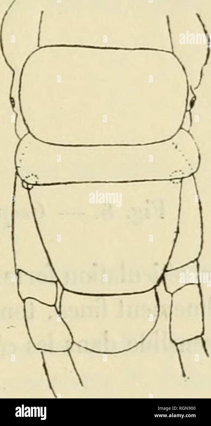 . Bulletin du Musum national d'histoire Naturelle. Storia naturale. Fig. Un et 5. Â Geophilus algarum. ExtrÃ©mitÃ© postÃ©rieure. Facce ventrale et dorsale. Ã la potasse. Pattes" de 7 articoli, un peu plus longues que les prÃ©cÃ©dentes ; Le dernier articolo est pourvu d'une griffe bien conformÃ©e. 1 + 1 pori anaux. Cette espÃ¨ce un Ã©tÃ© recueillie sur la grande Ã®le Chausey (Manche), par M. Gadeau de Kerville, et à Piriac (Loire-InfÃ©rieure), par M. Alluaud. Geophilus fucorum nov. sp. Versare Ã©viter les redites, nous nous bornerons Ã segnalatore les punti sur lesquels cette seconde espÃ¨ce diffÃ¨re d Foto Stock