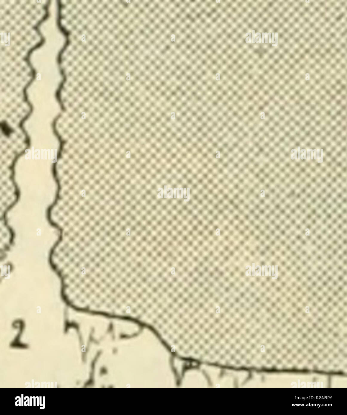 . Bulletin du Musum national d'histoire Naturelle. Storia naturale. Â 138 â dans les divani 3 et l ils se mÃ©langent dans une proporzione allant jus- qu'aux 3/5 d'Ã©lÃ©menz calcaires. Su s'expliquerait diiÃ®icilement la prÃ©scene d'Ã©lÃ©menz siliceux dans les alluvions souterraines d'onu causse exclusivement calcaire, si l'on ne savait que les eaux tertiaires et en particulier celles de la pí©riode oligocÃ¨ne n'avaient charriÃ© sur notre rÃ©gion manteau onu d'alluvions siliceuses venues du Plateau centrale. C'est une parte de ces alluvions qui una Ã©tÃ© entraÃ®nÃ©e souterrainement et s'est dÃ© Foto Stock