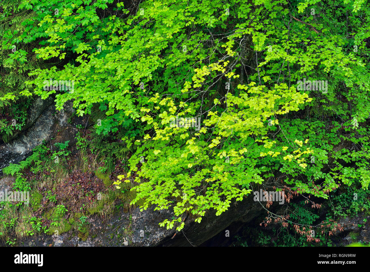 Foglie verdi in primavera, Baviera, Germania Foto Stock