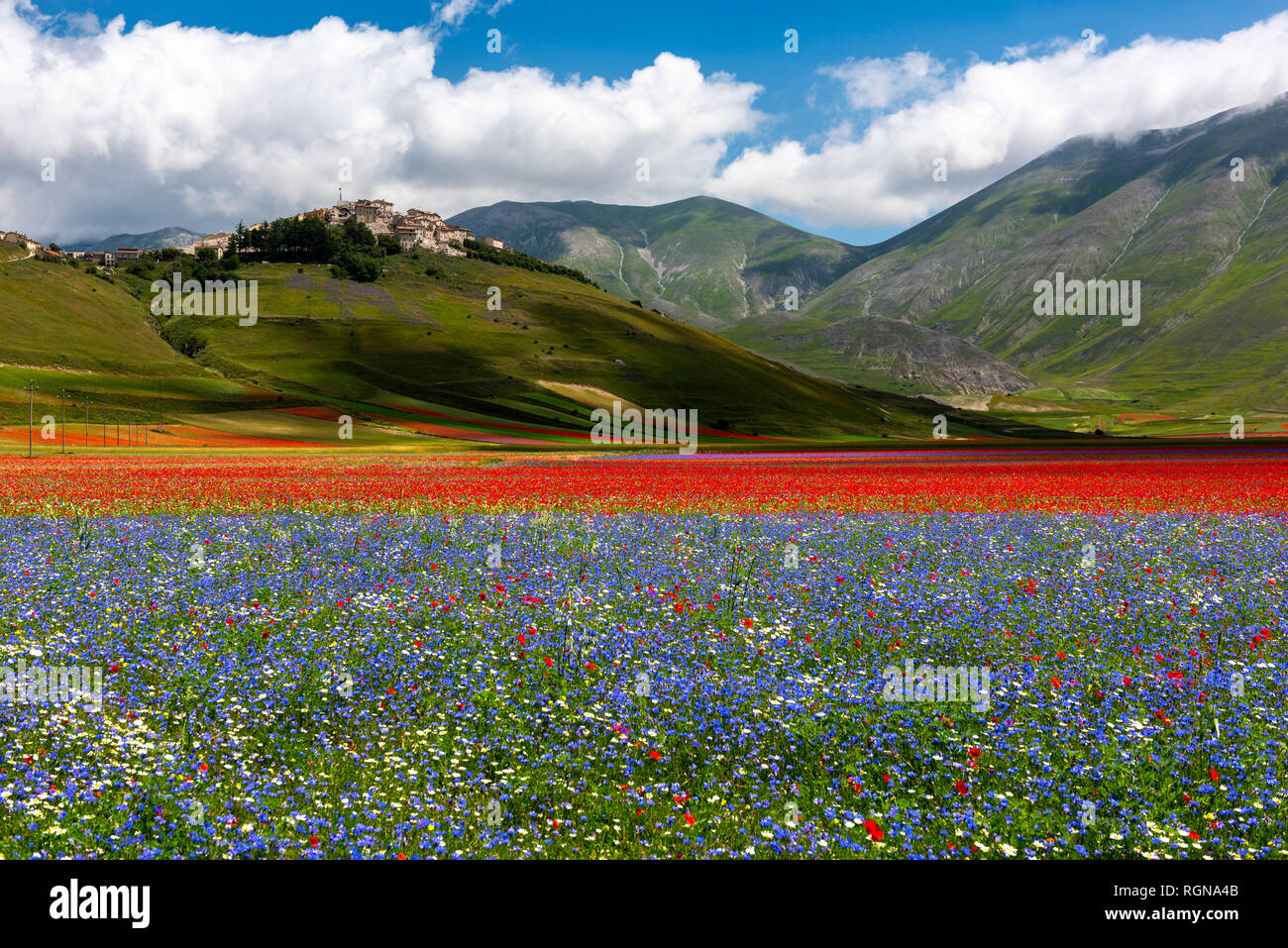 L'Italia, l'Umbria, il Parco Nazionale dei Monti Sibillini, fiori che sbocciano sul piano Grande di Castelluccio di Norcia Foto Stock