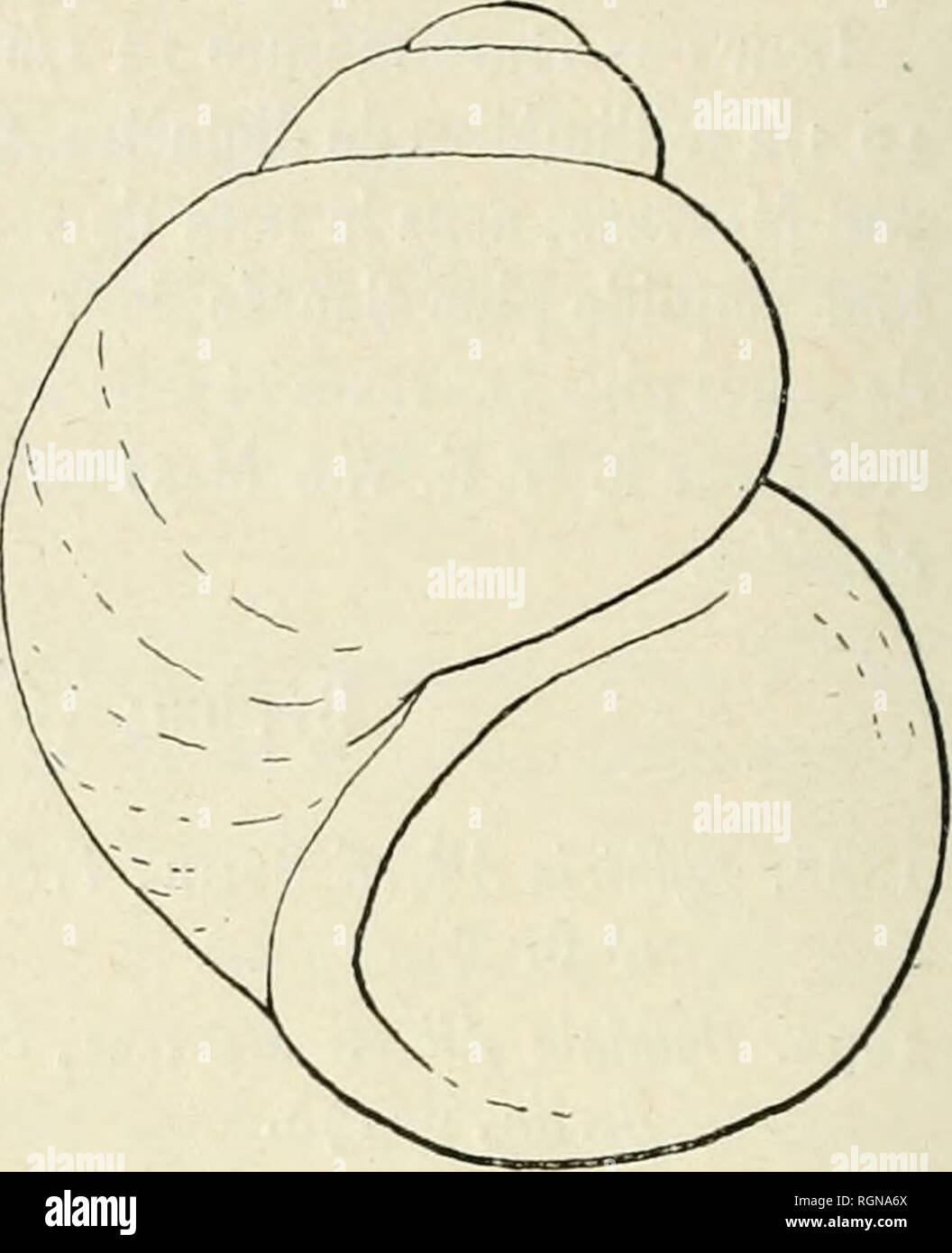 . Bulletin du Musum national d'histoire Naturelle. Storia naturale. Fig. 1 et a. Â Bythinia (gabbia) Alberti Smitli. Lac Albert-Edouard [D1] Gromier X 11. Bythinia (gabbia) humerosa Martens. 1879. Bythinia Stanleyi Smith, var. humerosa Martens, Sitz. ber. d. GesÃ"lhch. Naturforsch. Freunde Berlin, p. iol. 1897. Bythinia (gabbia) humerosa Martens, Beschalte Weichthiere Drulsch-Ost- Afrikas, p. 190, TAF. VI, fig. 3i (et fig. de la radula Ã la p. 190). 1911. Bythinia (gabbia) humerosa Thielb, mollusco. d. Deutschen Zentralafrika- Expedition, Wissensch. Ergebn. d. deutschen Zentral-Afrika-Eorped. Foto Stock