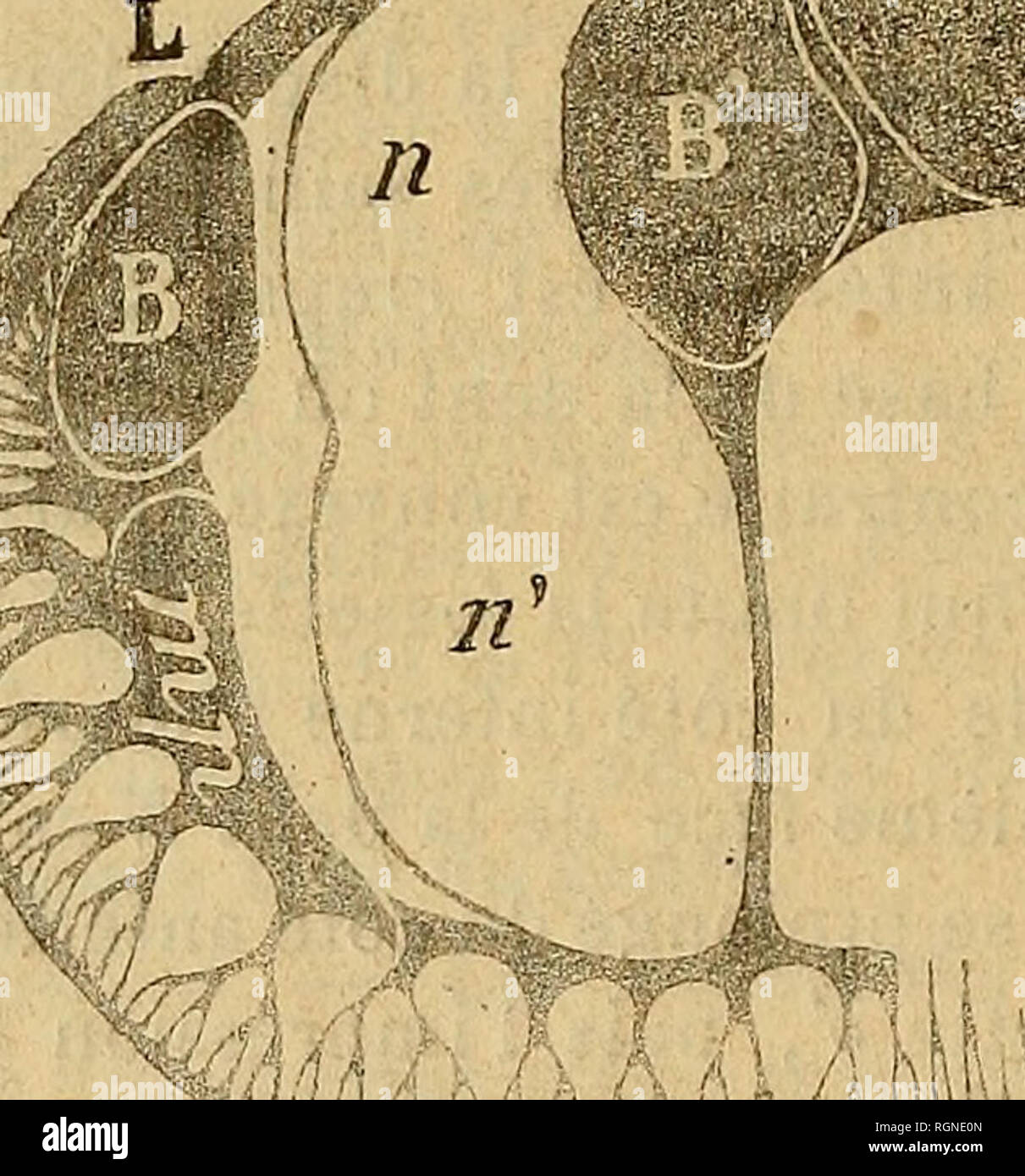 . Bulletin de la SociÃ©tÃ© gÃ©ologique de France. La geologia. 7i8 DOUVILLÃ. Â ÃTUDES sur les caprini. 18 juio pression ligamentaire Z ; (1) Ã la suite de cette ammaccatura sul osservare une apophyse saillante m/), qui supporte ;le muscolo postÃ©rieur; elle s'a- mincit et se recourbe du cÃ'lÃ© pallÃ©al. En dehors de la Dent B et de l'apophyse mp su voit se dÃ©velopper les canaux marginaux qui occupent tout le pourtour de la coquille du cÃ'tÃ© pallÃ©al et viennent se terminer à l'extrÃ©mitÃ© du muscolo antÃ©- rieur. Fig. 5. Â Canaux du Plagioptychus Aguilloni, d'aprÃ¨s CÃ©chantillon figurÃ© planche XXIY.. c;. Foto Stock