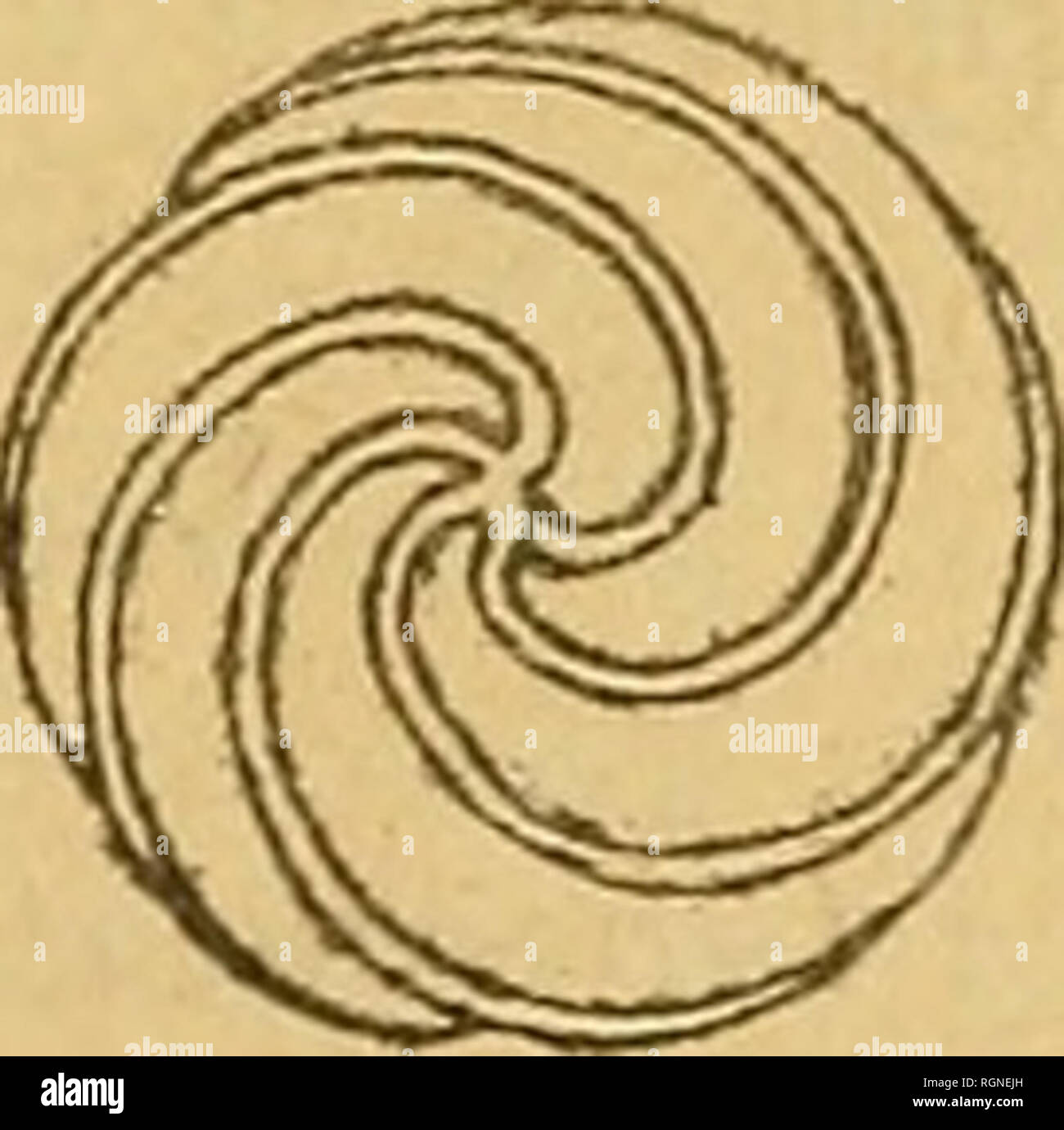 . Bulletin de la Société géologique de France. Geologia. a b c Fm. 13. - Chara Archiaci Watei.et. - X 15. a, oogone avec trace de la coronule ; h, moule interne ; c, le même vu du dessus. Lutétien : Calcaire grossier supérieur, Pargnan (xisne) ; Mari- nésien : Calcaire de Saint-Ouen, Pisseloup (Seine-et-Marne), Château-Thierry, Chouj, Fère-en-Tardenois, Villers-Cotterets (Aisne), Le Ferraj-Vaucluse (Seine-et-Oise).. Si prega di notare che queste immagini vengono estratte dalla pagina sottoposta a scansione di immagini che possono essere state migliorate digitalmente per la leggibilità - Colorazione e aspetto di queste illustrazioni possono n. Foto Stock