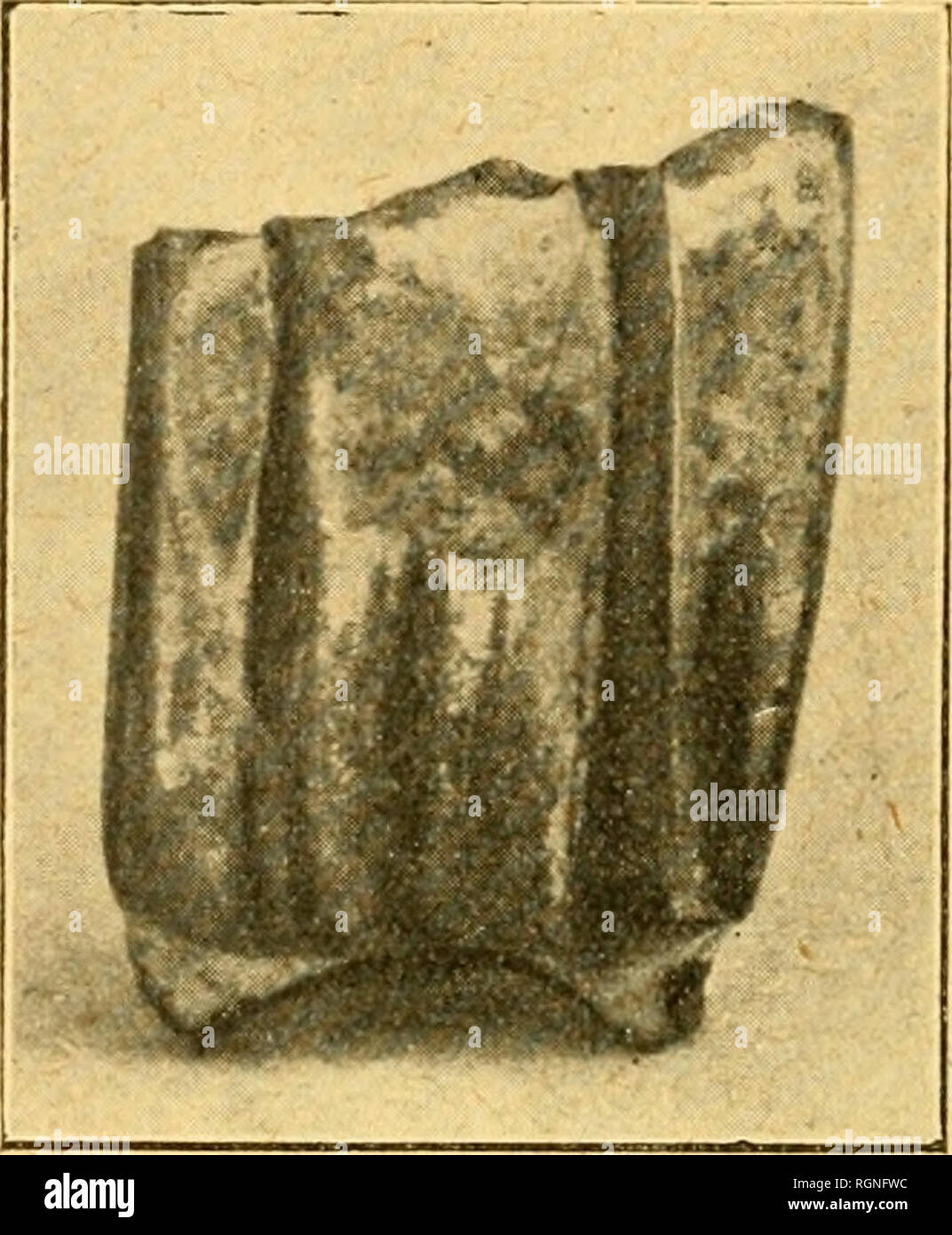 . Bulletin de la SociÃ©tÃ© des Sciences Naturelles de l'Ouest de la France. Storia naturale -- Francia. 134 BULL. SOC. se. .A. OUKST. Â 3^ SÃR., T. II peu plus petit. L'Ã©mail est plus plissÃ©, et la coloniiette interne qui n'est- pas entiÃ¨rement ovale mais prÃ©sente onu petit prolongement à l'angolo antÃ©rieur, plus isolÃ franchement©e en forme d'Ã®le. Dimensione sa la gamma toutefois dans la forme de grande taille et ses plis trí¨s dÃ©coupÃ©s la rapprochent des Ã©chantillons d'Eppelsheim. ComparÃ©e avec la figura que donne M. Deperet d'Hipparion crassum Dep. ^^ elle est un peu plus petite et Foto Stock