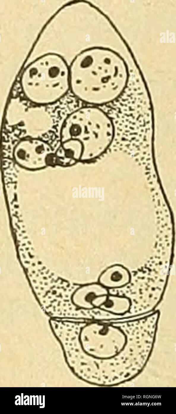 . Bulletin de la SociÃ©tÃ© Botanique de GenÃ¨ve. La botanica; Botanica. Fig. IV. Â O. BOTTERONI Cliod. : 1. noyau du tÃ©trasporange avant la rÃ©riduzione (prophase): 2. accollemeut des cromosomi; 3. chromoso- mes bivalents; 4-5, raccourcissement des chro- mosomes bivalents. su y voit les anastomosi qui unissent les danses pendant le stade synapsis. Puis les cromosomi bivalents (Ã peu prÃ¨s 8) raccourcissent leurs jambages et se prÃ©sentent finalement comme des corps trapus et tele en deux. (Fig. IV, 1-5). Mais ce n'est ni l'objet ni le lieu de discuter plus longuement de cette questione. Il im- por Foto Stock