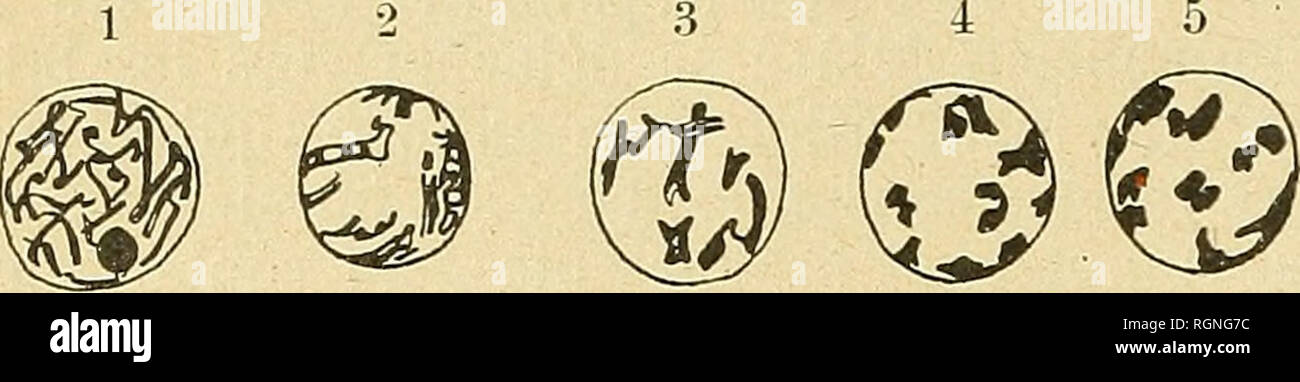 . Bulletin de la SociÃ©tÃ© Botanique de GenÃ¨ve. La botanica; Botanica. 20 BOLLETTINO DE LA SOCIÃTÃ BOTANIQUE DE GENEVE :8i. Fig. IV. Â O. BOTTERONI Cliod. : 1. noyau du tÃ©trasporange avant la rÃ©riduzione (prophase): 2. accollemeut des cromosomi; 3. chromoso- mes bivalents; 4-5, raccourcissement des chro- mosomes bivalents. su y voit les anastomosi qui unissent les danses pendant le stade synapsis. Puis les cromosomi bivalents (Ã peu prÃ¨s 8) raccourcissent leurs jambages et se prÃ©sentent finalement comme des corps trapus et tele en deux. (Fig. IV, 1-5). Mais ce n'est ni l'objet ni le lieu de dis Foto Stock
