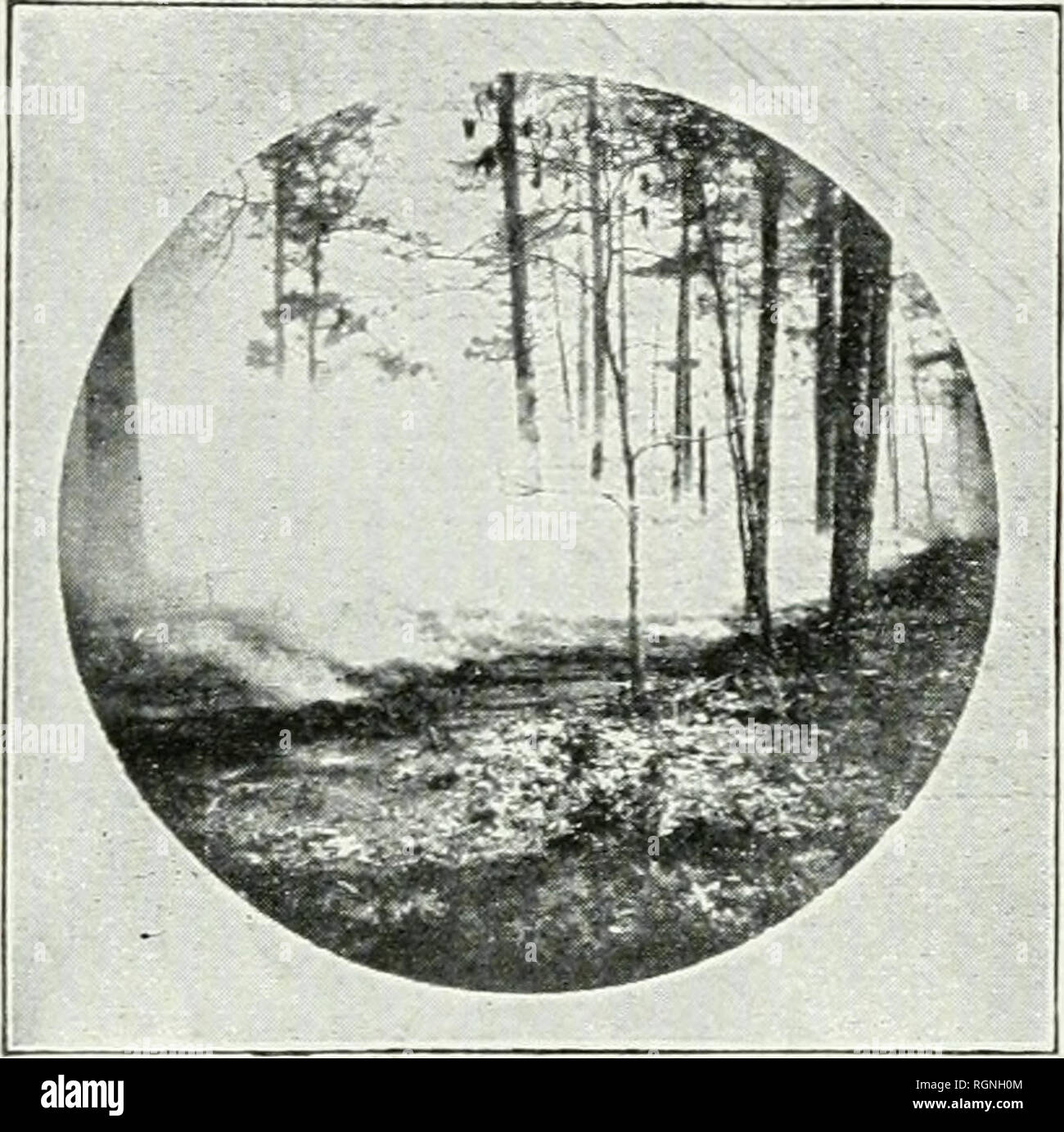 . Bollettino. Le foreste e la silvicoltura -- Stati Uniti. 84 un primer di silvicoltura. Quando solo tlie top di uno spesso strato di duff sia sufficientemente secca a Buru. Il calore potrebbe non essere grande abbastanza per uccidere qualsiasi ma il più piccolo e il più tenderest alberi giovani, ma ciò non significa che tali incendi non fare danni. Il futuro della foresta dipende proprio su tale crescita di giovani, e ogni volta che il suolo della foresta, che è così necessaria sia per gli alberi e per l'acqua sux:&GT;tela, viene danneggiato o distrutto da un incendio il per- est soffre liarm. Gli incendi di superficie. Gli incendi di superficie può essere selezionata se essi sono deboli l)y li batte fuori con verde Foto Stock