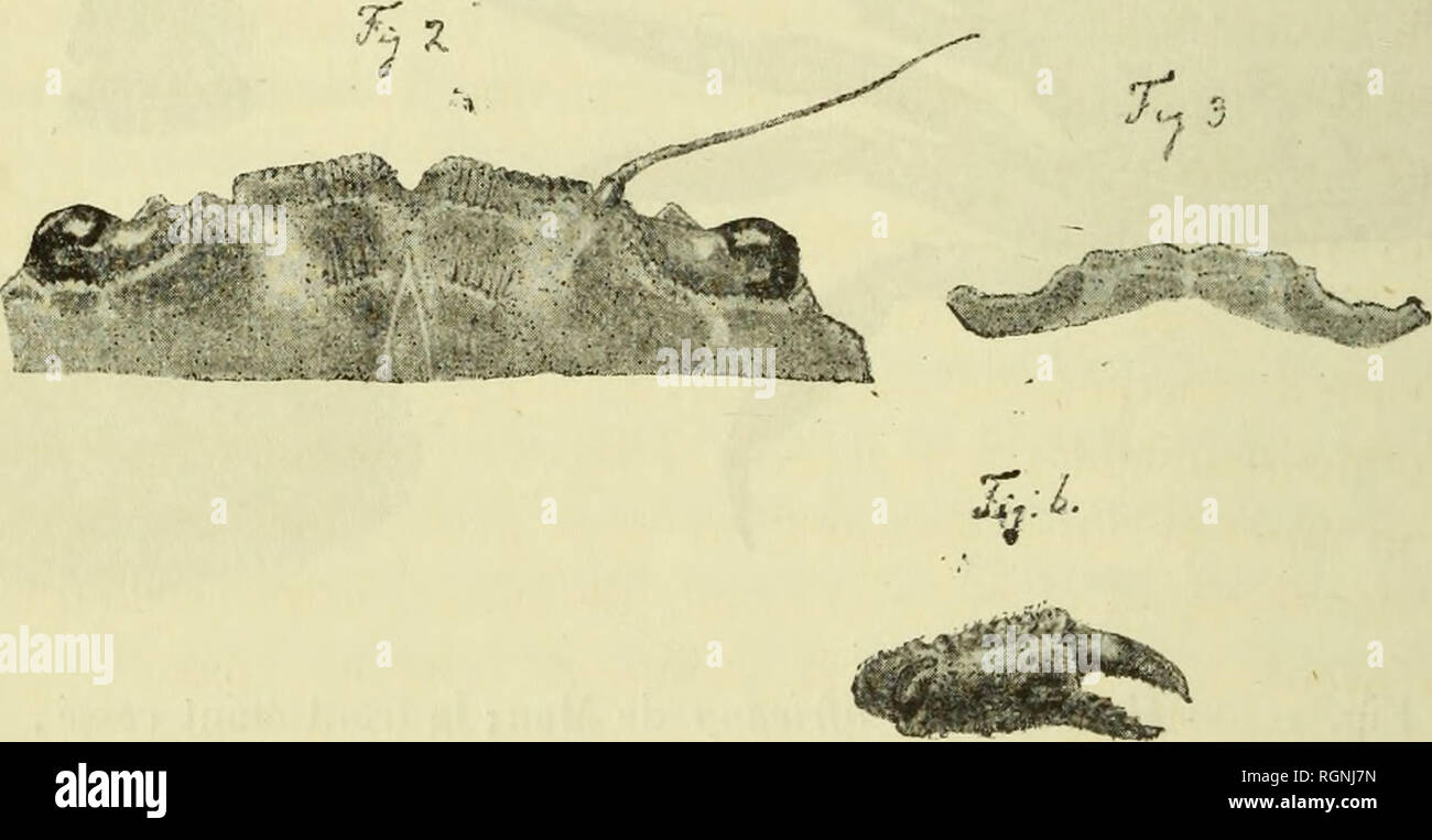 . Bulletin du MuseÌum d'histoire Naturelle. Storia naturale. Â 256 â iiKMliane rcslc douteuse et nous devons regretter que la rÃ©gion frontale n'existe plus chez Tindividu adulte. Prova le prÃ©sente sa plus grande largeur aux ammaccature latÃ©i-ales de la der- niÃ¨re paire : la largeur est une fois deux tiers aussi la grande que la lougneur du test, tandis que la carapace de la Heterop. indiche est à peine une l'OIS et demie aussi la grande que longue. Autrement que chez les espÃ¨ces indo- pacifiques, la carapace est assez voÃ"tÃ"e dans le sens antÃ©ro-postÃ©rieur et elle s'inflÃ©chit vers le front et vers l Foto Stock