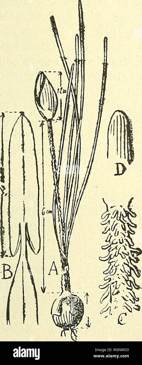 . Bulletin de l'Herbier Boissier. Piante. (5) G, BEAUVERD, GEINHE NOTHüSGORüUM KUJNTH. 997 2. Subsessile Nothoscordum Beauverd sp. nov. {=Allimn? Siib- sessili Beauv.); bulho globoso (8-9 mm.diam.), Uinicato;/'o/üper s (4 V"-4 cm.) augustissime linearibiis, obtusiusculis, planis, scapum (6-8 cm. lungo.) uni- florum glabrum brevioribus; spathae valvis (8-10 mm. long.) ovalo-lan- ceolatis. pediceilo subnullo (1-2 mm.) valde longioribus; tepalis (14-15 mm.) rotiindalo-spalhulatis, basi + connatis, sequalibiis, aureo-flavus, viridio nninervis; filamentis{'4^-^ mm.) planis, lineadbiis, superne gradatim un Foto Stock