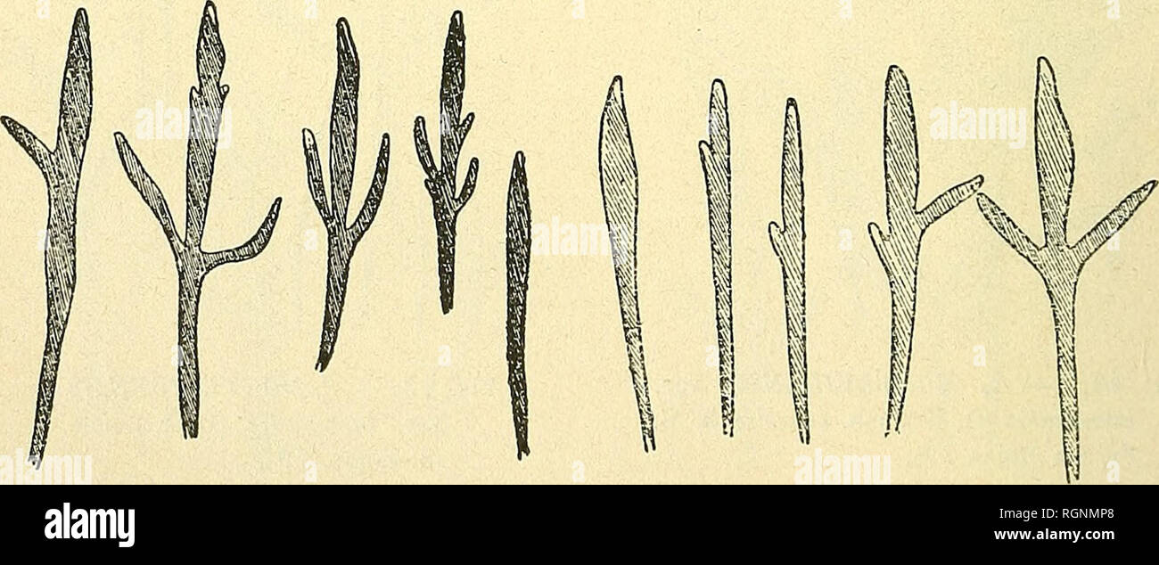 . Bulletin de l'Herbier Boissier. Piante. Fig. 2 4. Â S. MONTEVIDENSIS SPR.ysiT. Grisebachii{773)LoTenlz. Fig. 25. Â S. MONTEVIDENSIS var. Grisebachii. Unità organizzativa irrÃ©guliÃ¨rement incisÃ©s; toutes les parti vÃ©gÃ©tatives sont glandu- leuses pubescentes, les sÃ©impallidisce glanduleux sont oblongs et franchement acuminÃ©s. Gomme le dit Fries, toutes les stazioni connues de cette plantes sont des dintorni de Gordoba. Var. decumbens nob. (Fig. 26). S. millefoliata forma decumbens R. E. Le patatine fritte non Frisch 1. c. p. 26. Dans cette variÃ©tÃ© Les feuilles un peu charnues sont entiÃ¨res ou trifur-. Fiff. 26. S. MONT Foto Stock