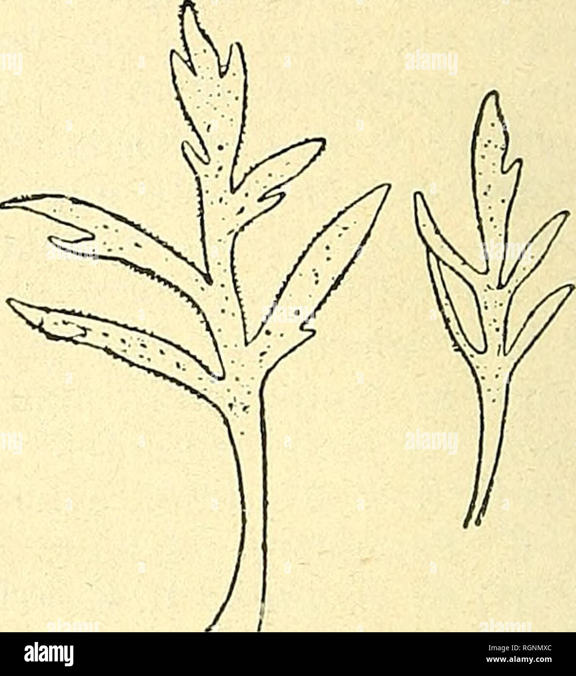 . Bulletin de l'Herbier Boissier. Piante. Fig. 2 4. - S. MONTEVIDENSIS SPR.ysiT. Grisebachii{773)LoTenlz. Fig. 25. - S. MONTEVIDENSIS var. Grisebachii. Unità organizzativa incisés irrégulièrement; toutes les parti végétatives sont glandu- leuses pubescentes, les sépales glanduleux sont oblongs et franchement acuminés. Gomme le dit Fries, toutes les stazioni connues de cette plantes sont des dintorni de Gordoba. Var. decumbens nob. (Fig. 26). S. millefoliata forma decumbens R. E. Le patatine fritte non Frisch 1. c. p. 26. Dans cette variété Les feuilles un peu charnues sont entières ou trifur-. Si prega di notare che queste imag Foto Stock