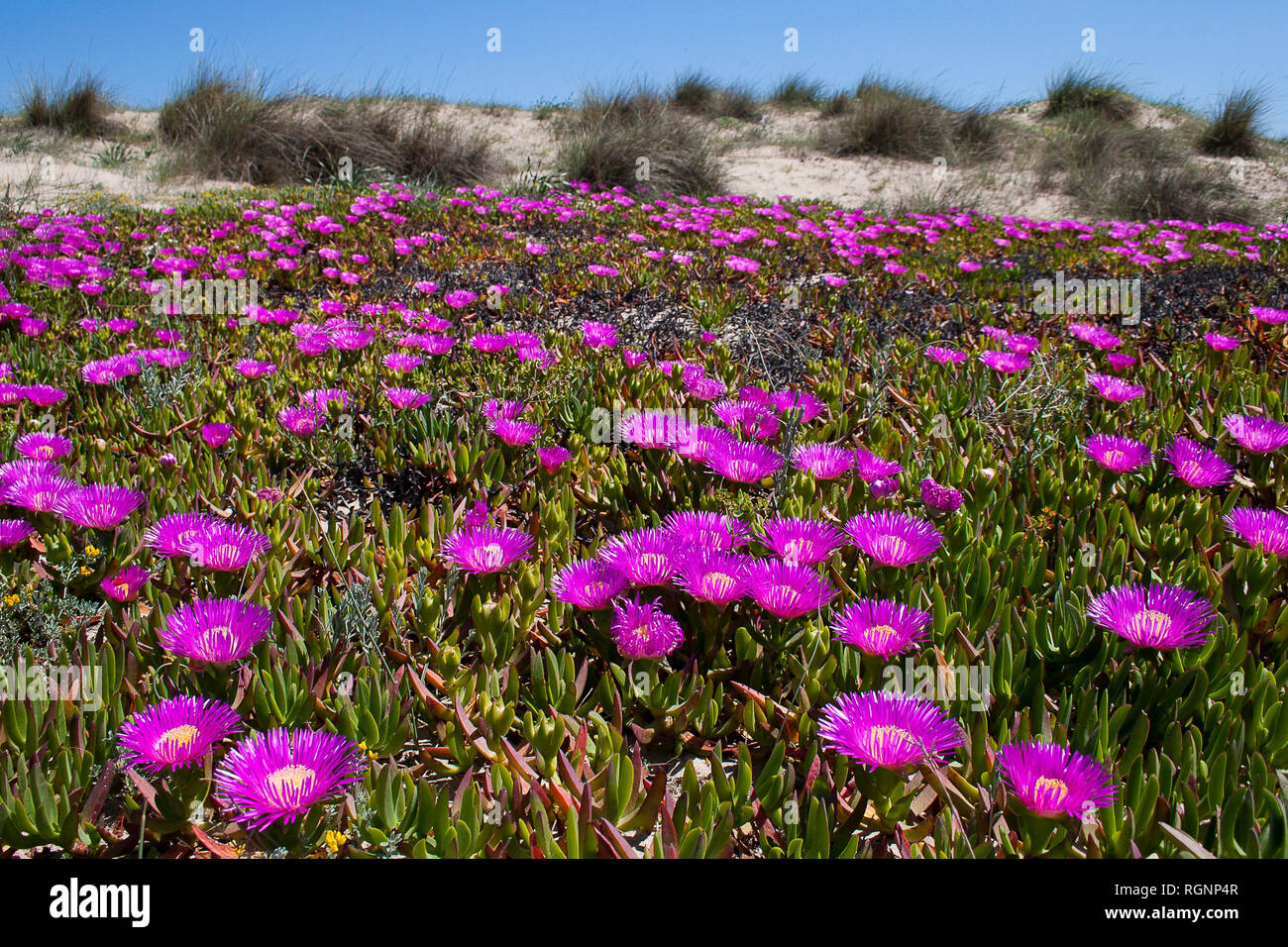 Tappeto di rosa / viola Pigface (Carpobrotus glaucescens) sulle dune di sabbia, Valencia, Spagna Foto Stock