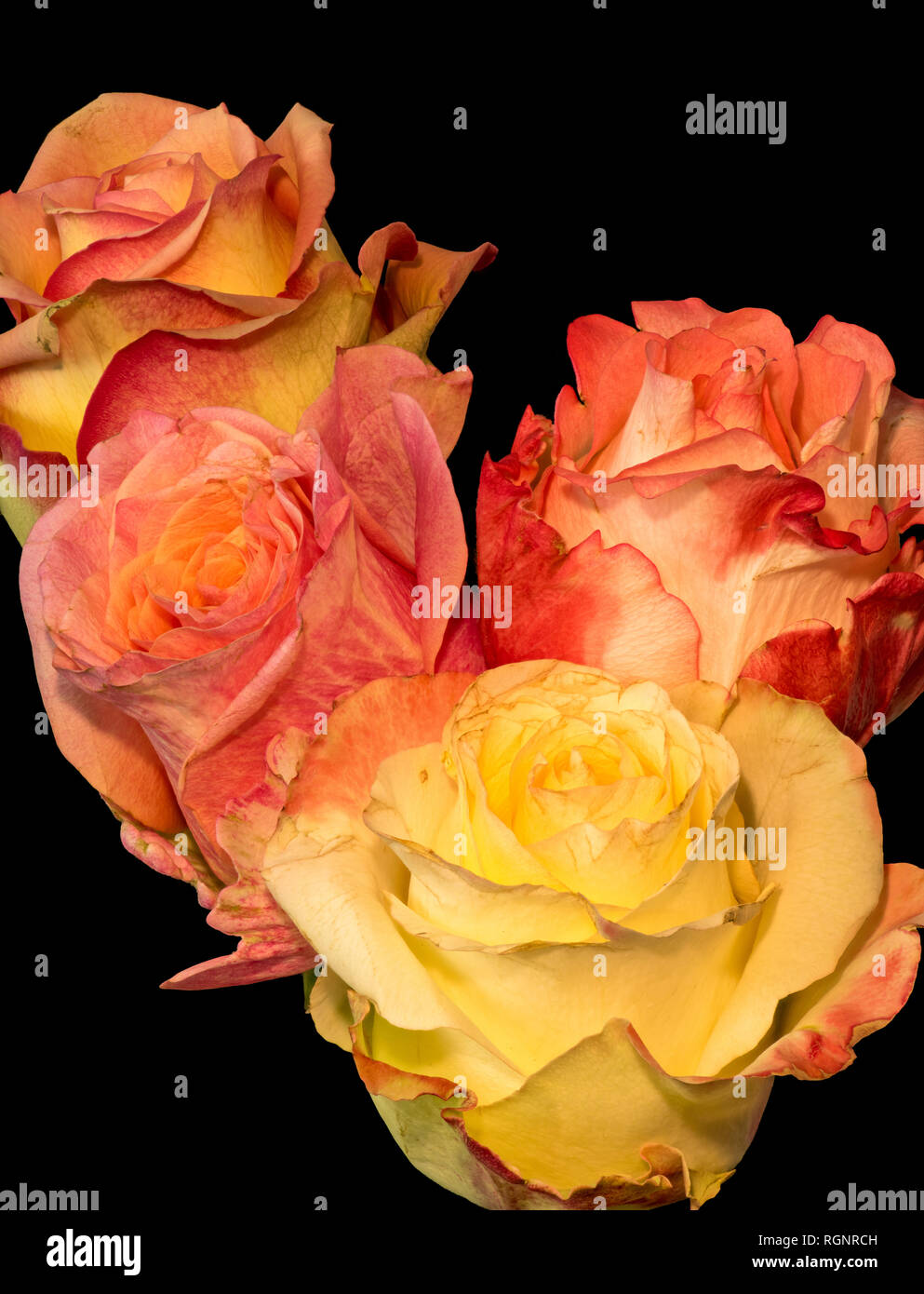 Painting Rose Bouquet Artistic Immagini E Fotos Stock Alamy Un bouquet di dodici rose non è solo romantico e classico, ma anche elegante e senza tempo. alamy