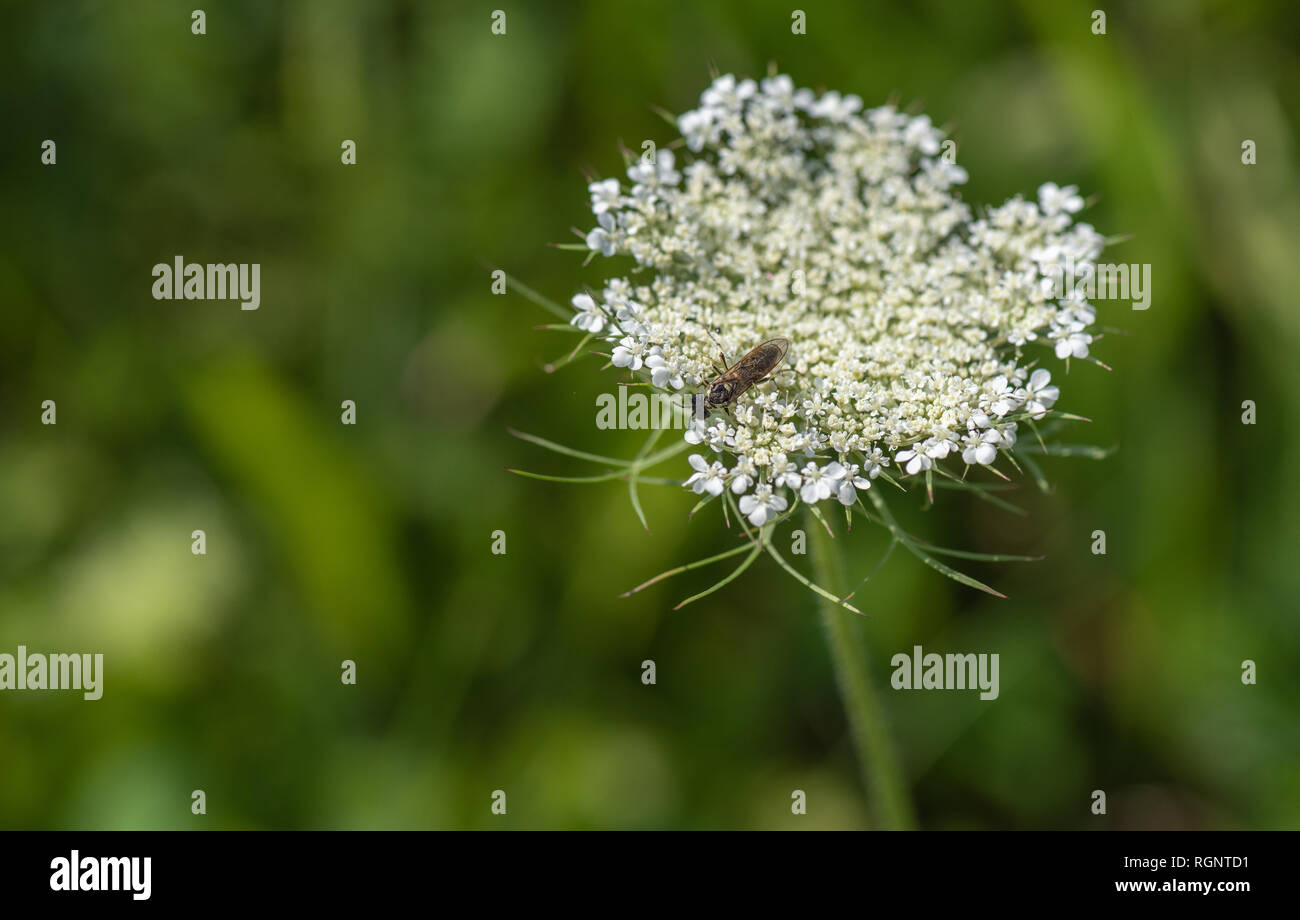Colore natura outdoor macro di un verde bianco wild / carota Daucus carota sbocciare dei fiori con una Vespa sul naturale sfondo sfocato su una soleggiata giornata estiva Foto Stock