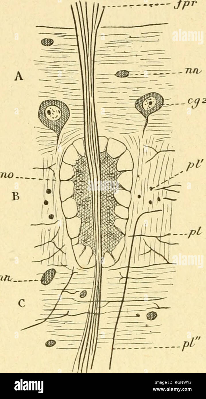 . Bulletin de la SociÃ©tÃ© zoologique de France. Zoologia. 172 SÃANCE DU 9 juin 1891 Struttura des neurommntidies. Â Les neurommatidies (fig. i, no) sont rÃ©guliÃ¨rement rangÃ©es les unes Ã cÃ'tÃ© des autres, et leur ensemble costituiscono la couche moyenne de la zoppo (fig. 1, B), les divani externe (.1) et interne (C) Ã©tant formÃ©es principalement par de la nÃ©vroglie. Une neurommatidie a la forme d'onu cylindre creux et fermÃ© Ã ses deux extrÃ©mitÃ©s. Chaque neurommatidie est traversÃ©e selon figlio grand ax, par les sept cylindres-assi dimostrare- .. --,â fpr -TUL-. TlfV Fig. 2. Â Une neurommatidie se Foto Stock