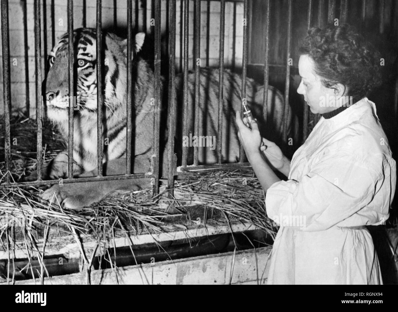 Circus, veterinario con tiger, 1951 Foto Stock