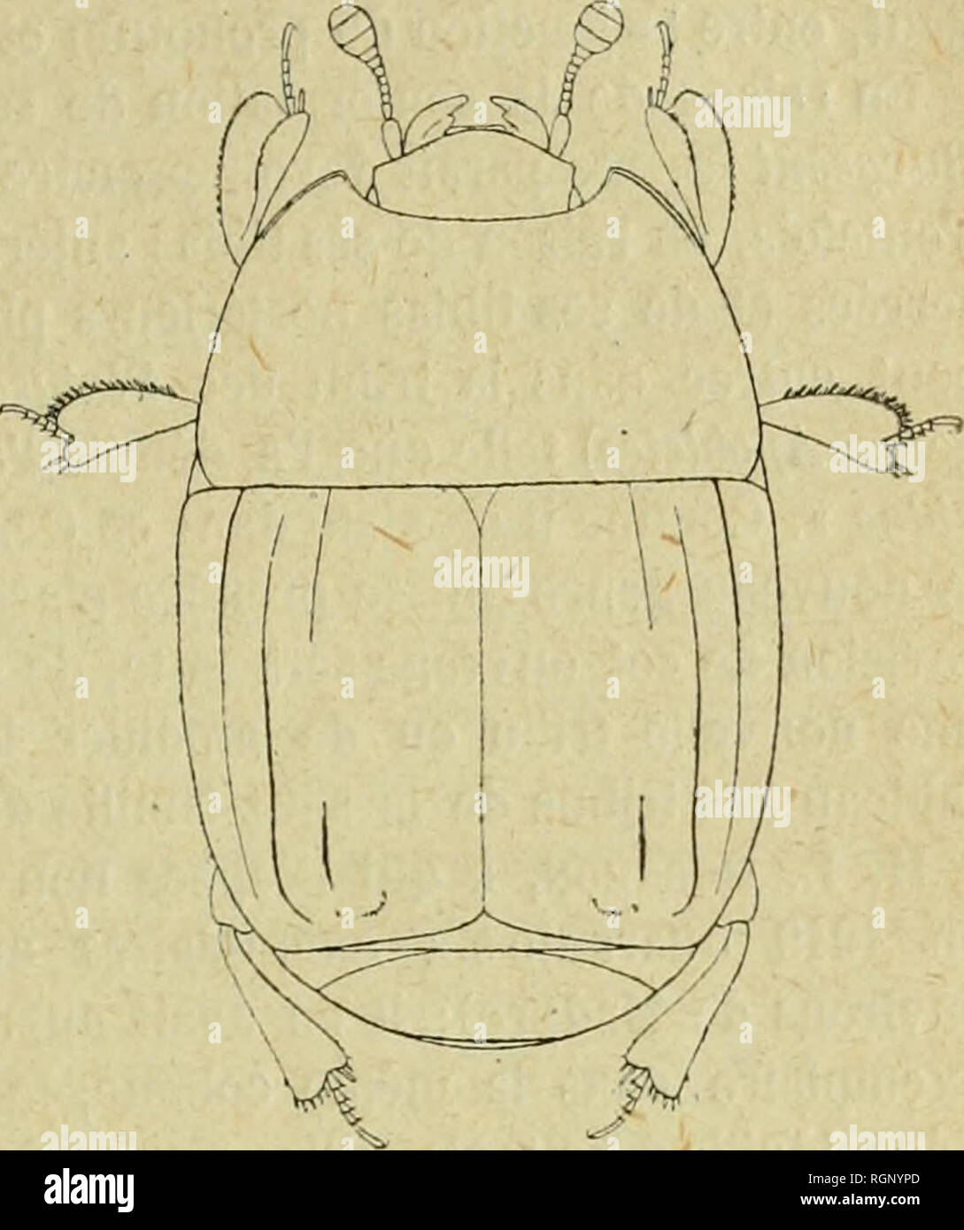 . Bulletin de la SociÃ©tÃ© entomologique de France. Entomologia. SÃ©ance du 28 mai 1919. 18o strie, analogico Ã celui d'onu Tribahis, et par ses tibie antÃ©rieurs et intermÃ©diaires garni d'Ã©pini courtes et serrÃ©es, comme ceux d'onu Epierus. Apobletodes Burgeoni, n. sp. Â Ovatus, complanatas, nujer, nitidiis. Caput laeve, haud stria- tum^ labro panmlo, emarginato, mandibulis dentatis haudmar- ginatis. Pronotum laeve, laterl- bus arcuatum et antice angus- latum, stria marginali lateri- bus ad angulum anteriorem tan- tuin notata. Elytra laevia; striis subhumeralibus nullis, dorsalibiis duabus p Foto Stock